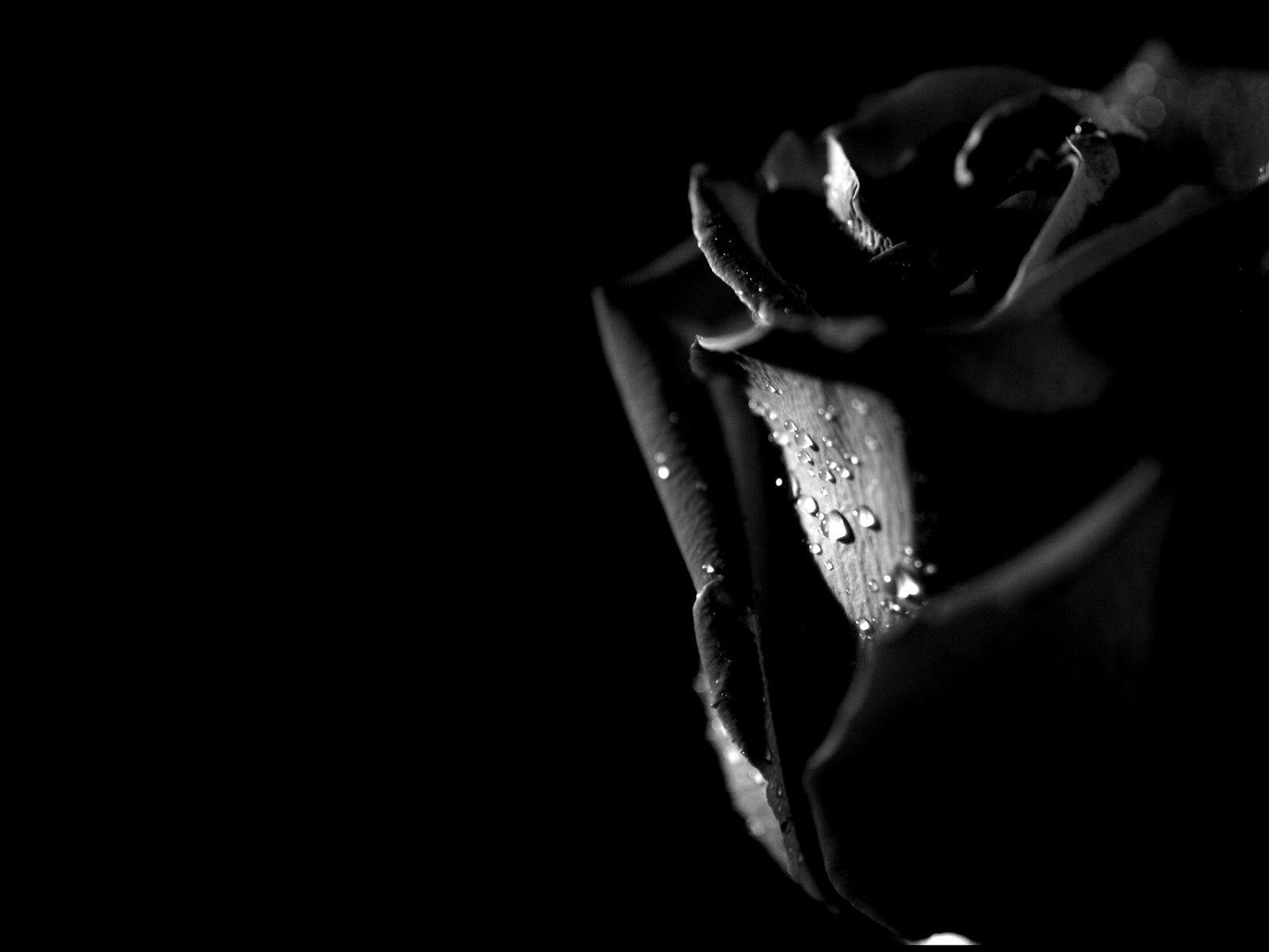 Black Rose Wallpapers Top Free Black Rose Backgrounds WallpaperAccess