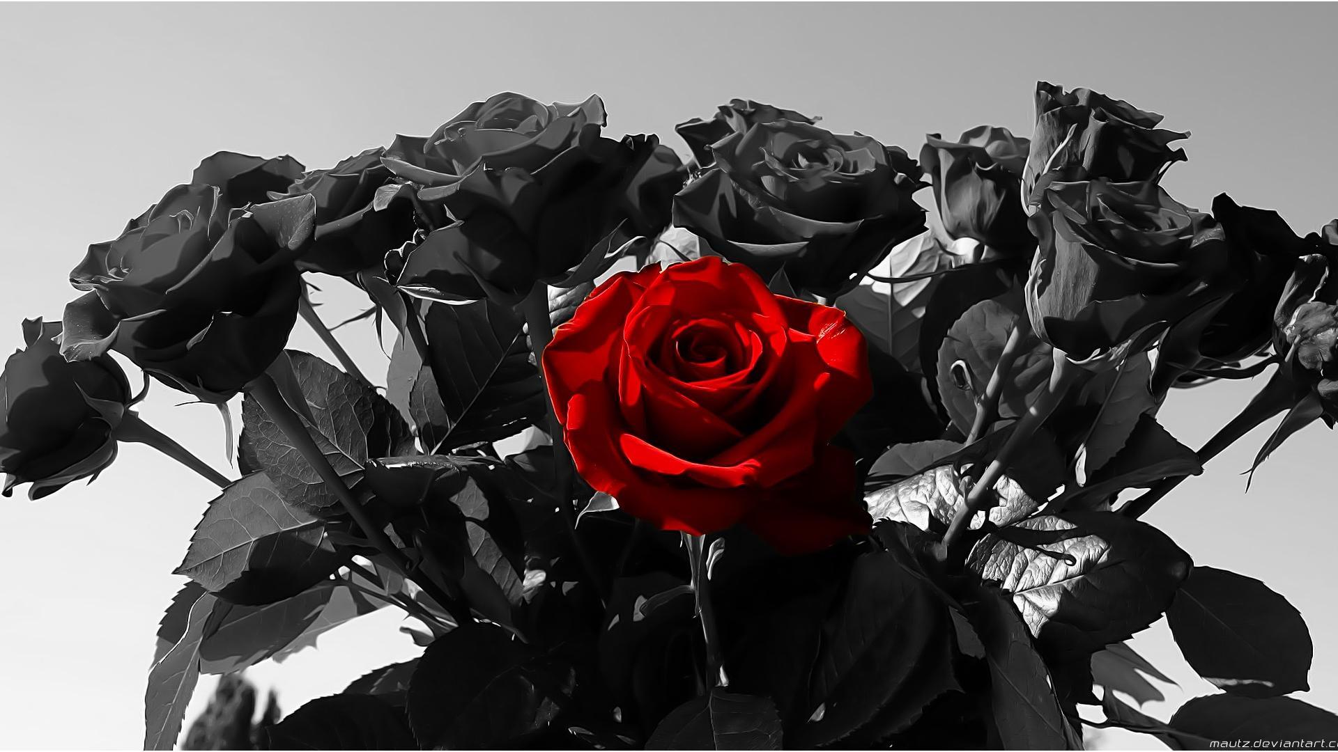 63 Best Free Black Rose Wallpapers WallpaperAccess