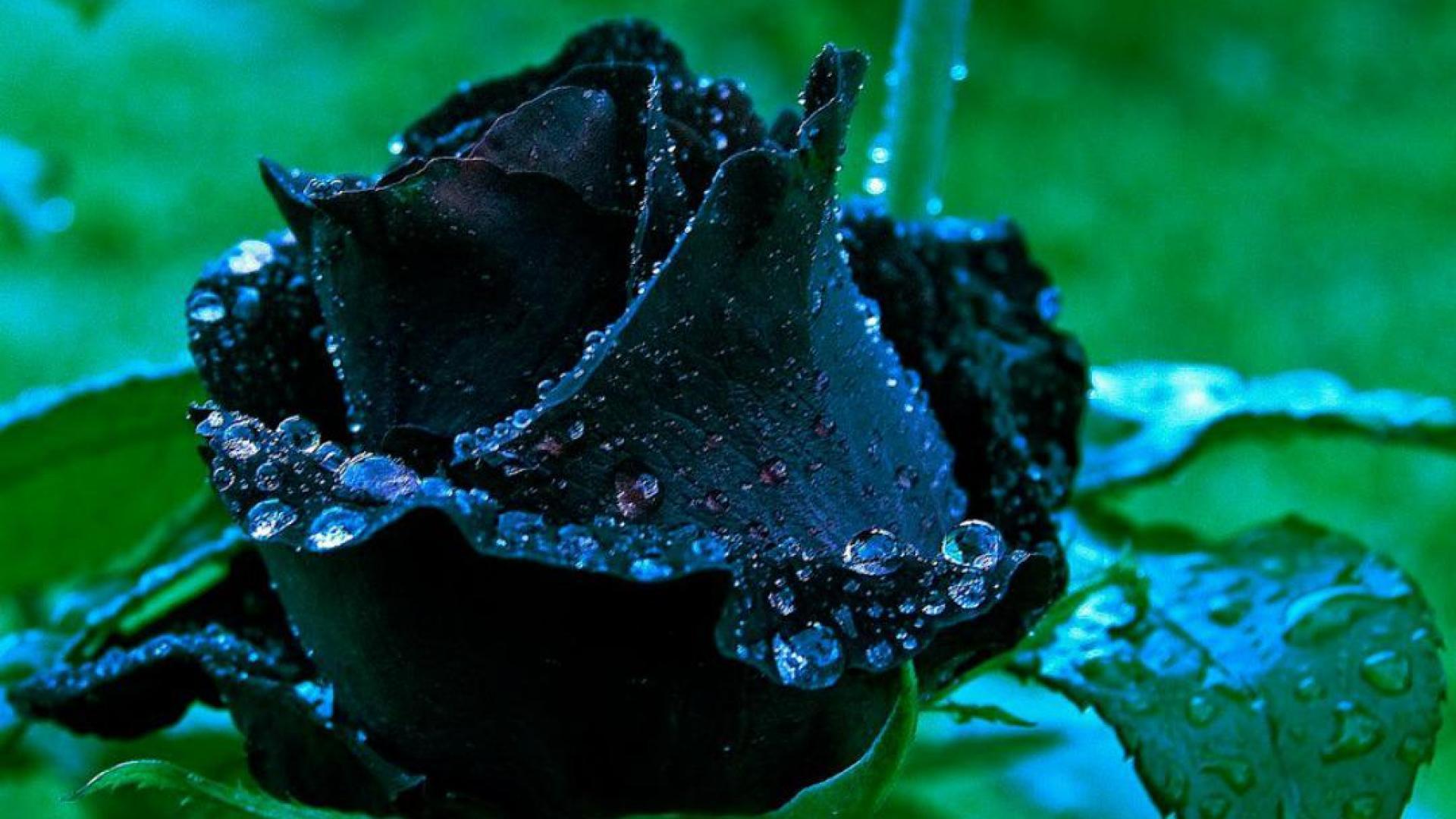 Black Rose Wallpapers Top Free Black Rose Backgrounds WallpaperAccess