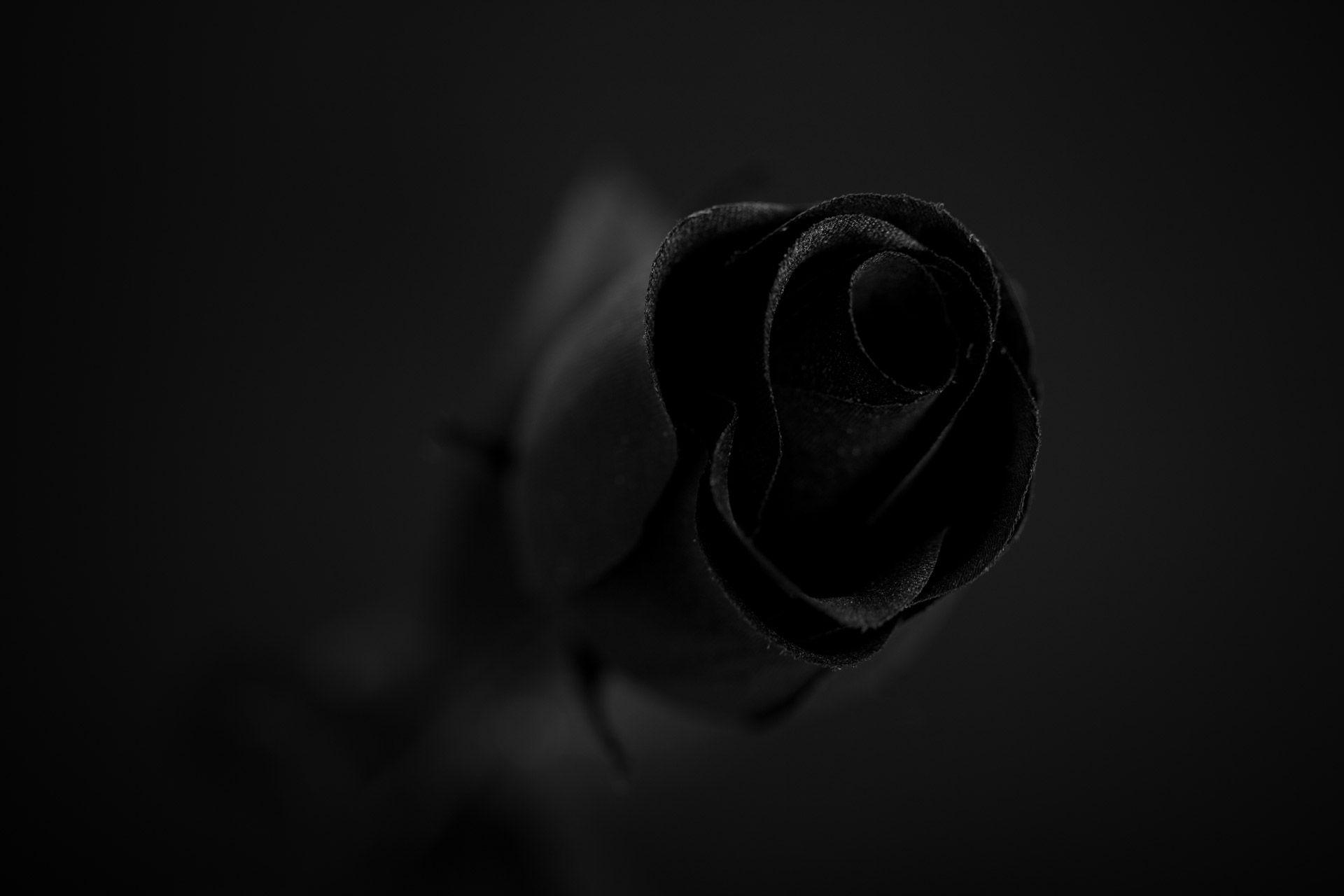 Black Rose Wallpapers Top Free Black Rose Backgrounds WallpaperAccess