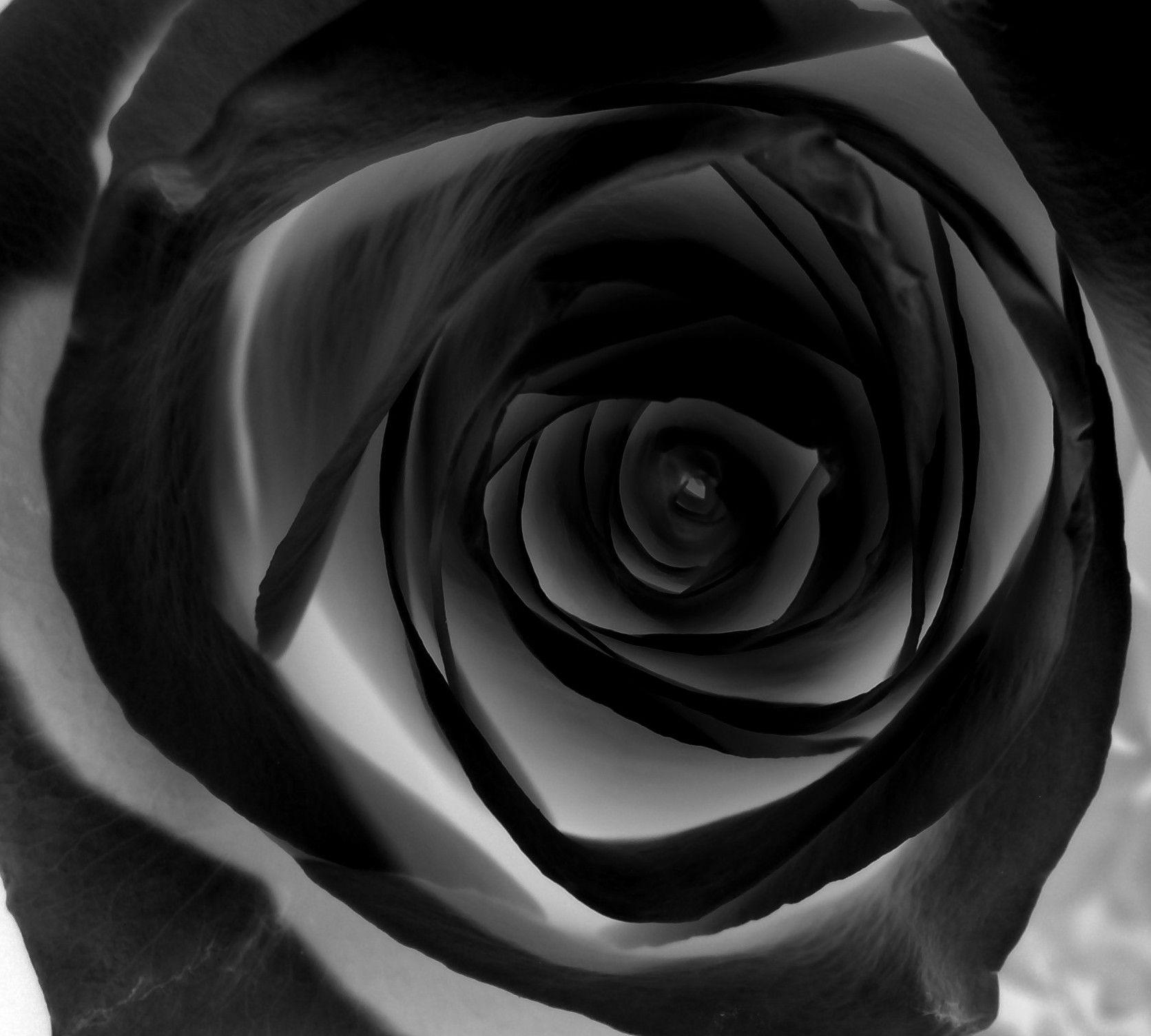 Black Rose Wallpapers Top Free Black Rose Backgrounds WallpaperAccess