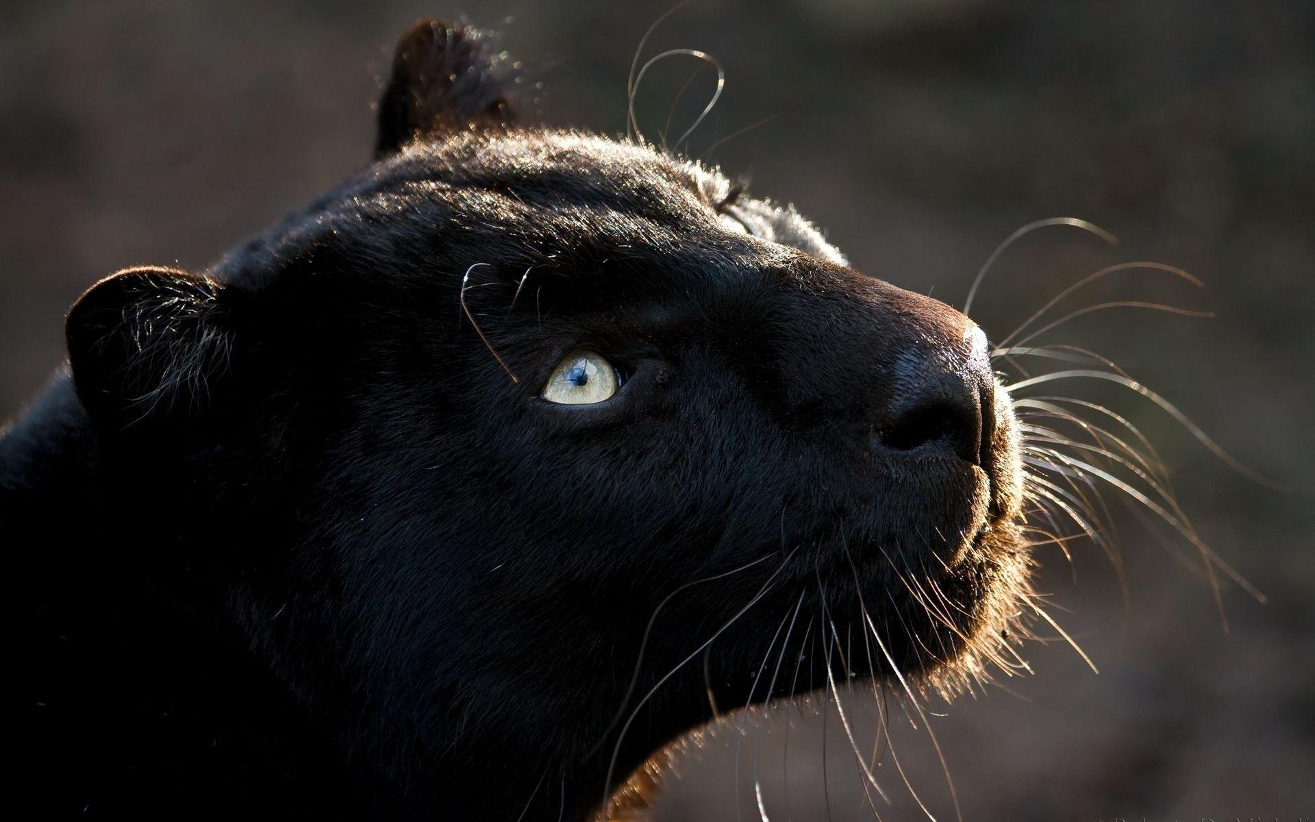 Black Jaguar Animal Wallpapers Top Free Black Jaguar Animal