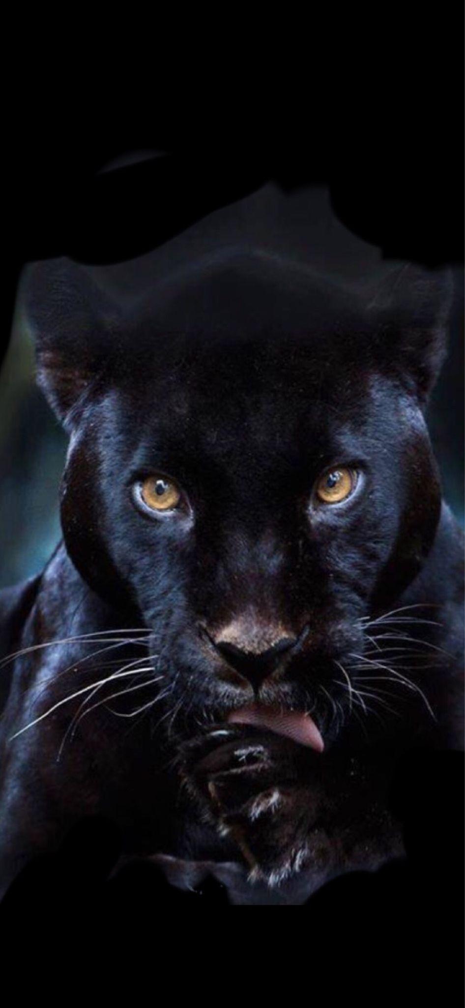 Black Panther Face Wallpapers Top Free Black Panther Face Backgrounds