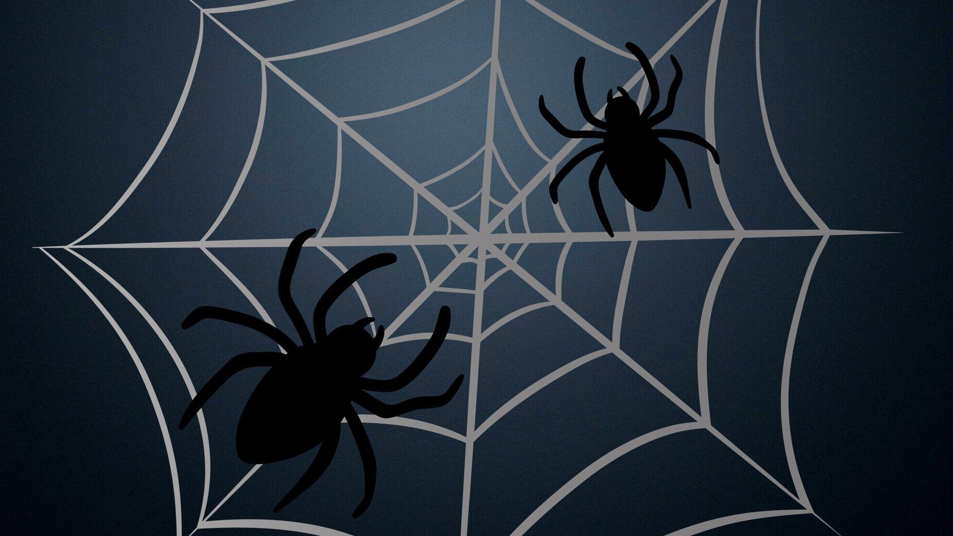 Halloween Spider Wallpapers Top Free Halloween Spider Backgrounds