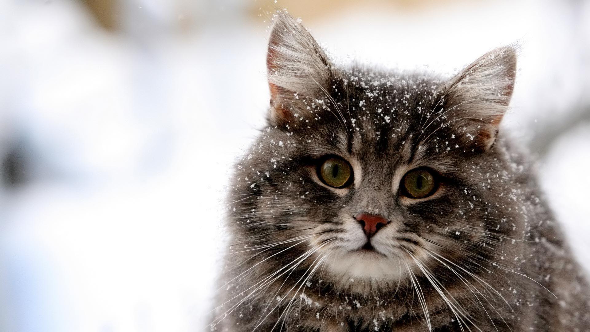 Winter Cat Wallpapers Top Free Winter Cat Backgrounds WallpaperAccess