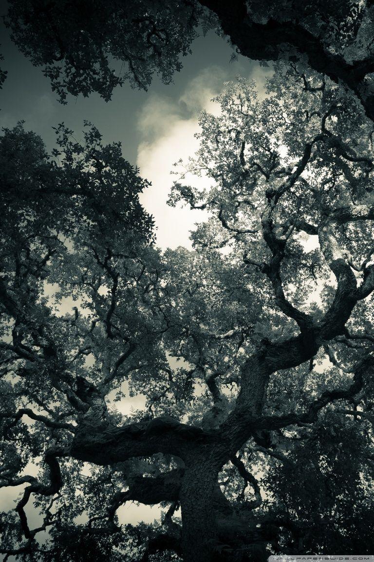 Oak iPhone Wallpapers Top Free Oak iPhone Backgrounds WallpaperAccess