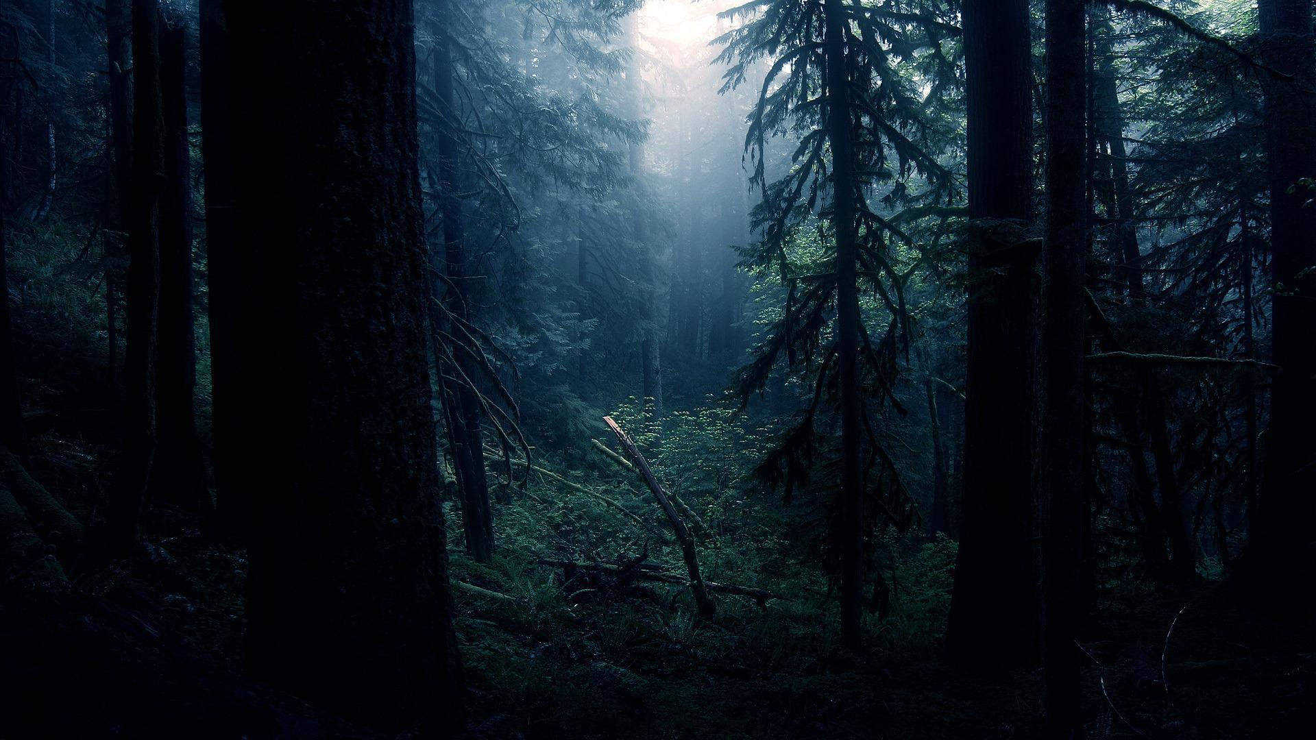 Dark Forest Wallpapers Top Free Dark Forest Backgrounds WallpaperAccess