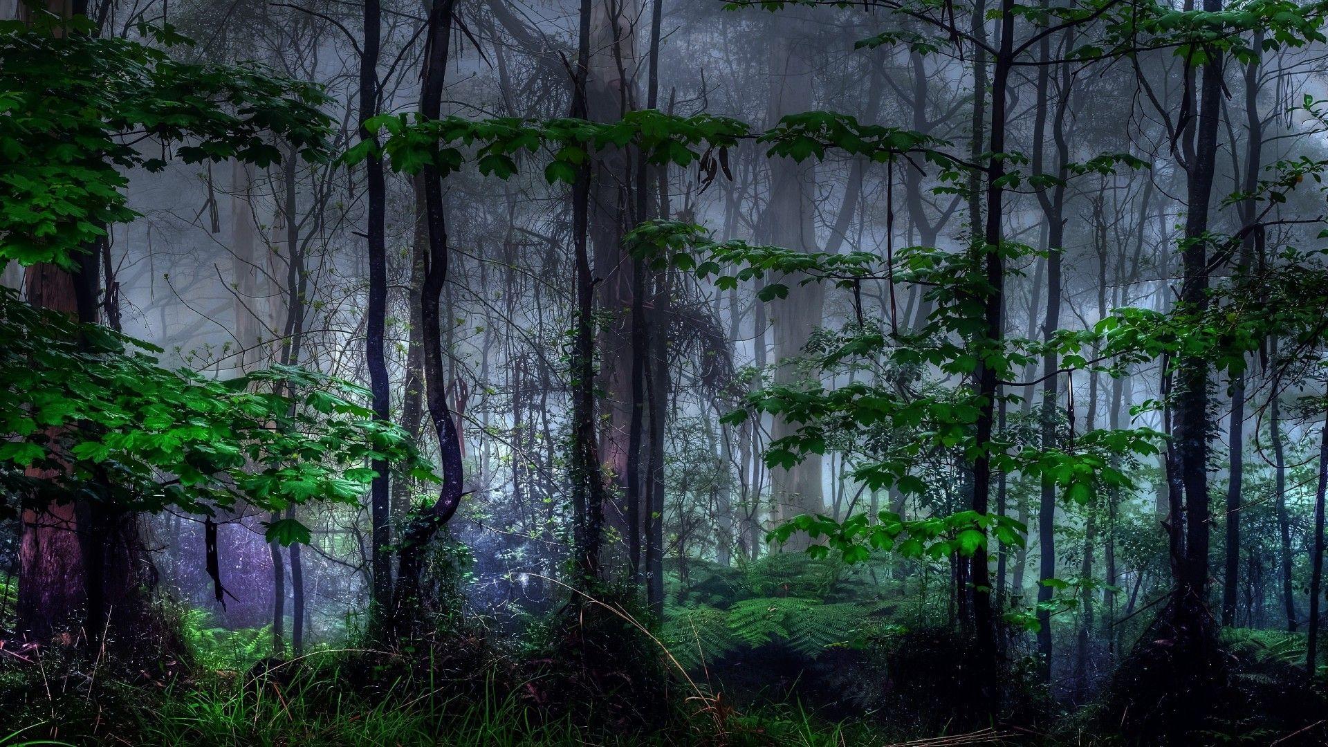 Dark Forest Wallpapers Top Free Dark Forest Backgrounds WallpaperAccess