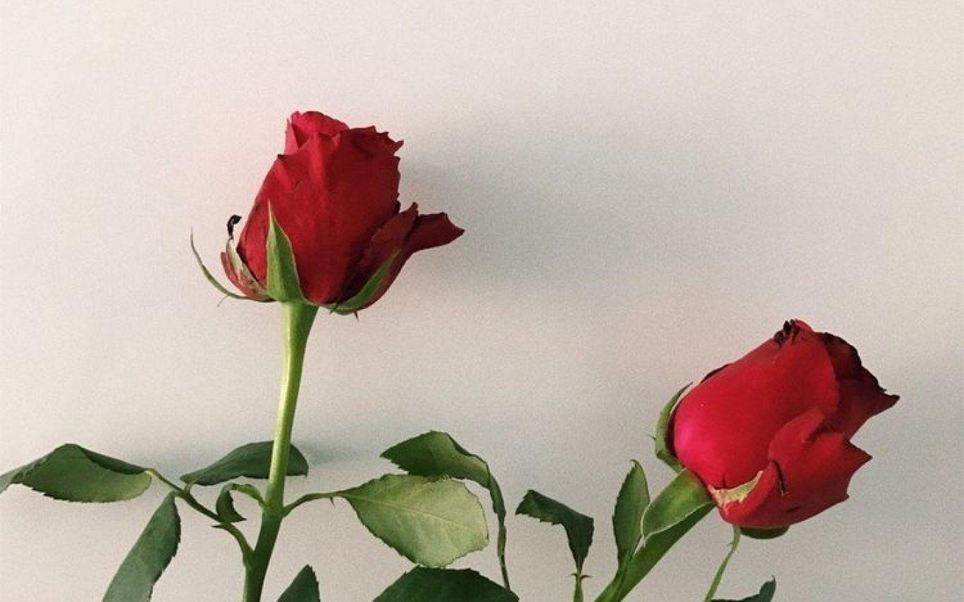 Aesthetic Rose Flowers Wallpapers Top Free Aesthetic Rose Flowers