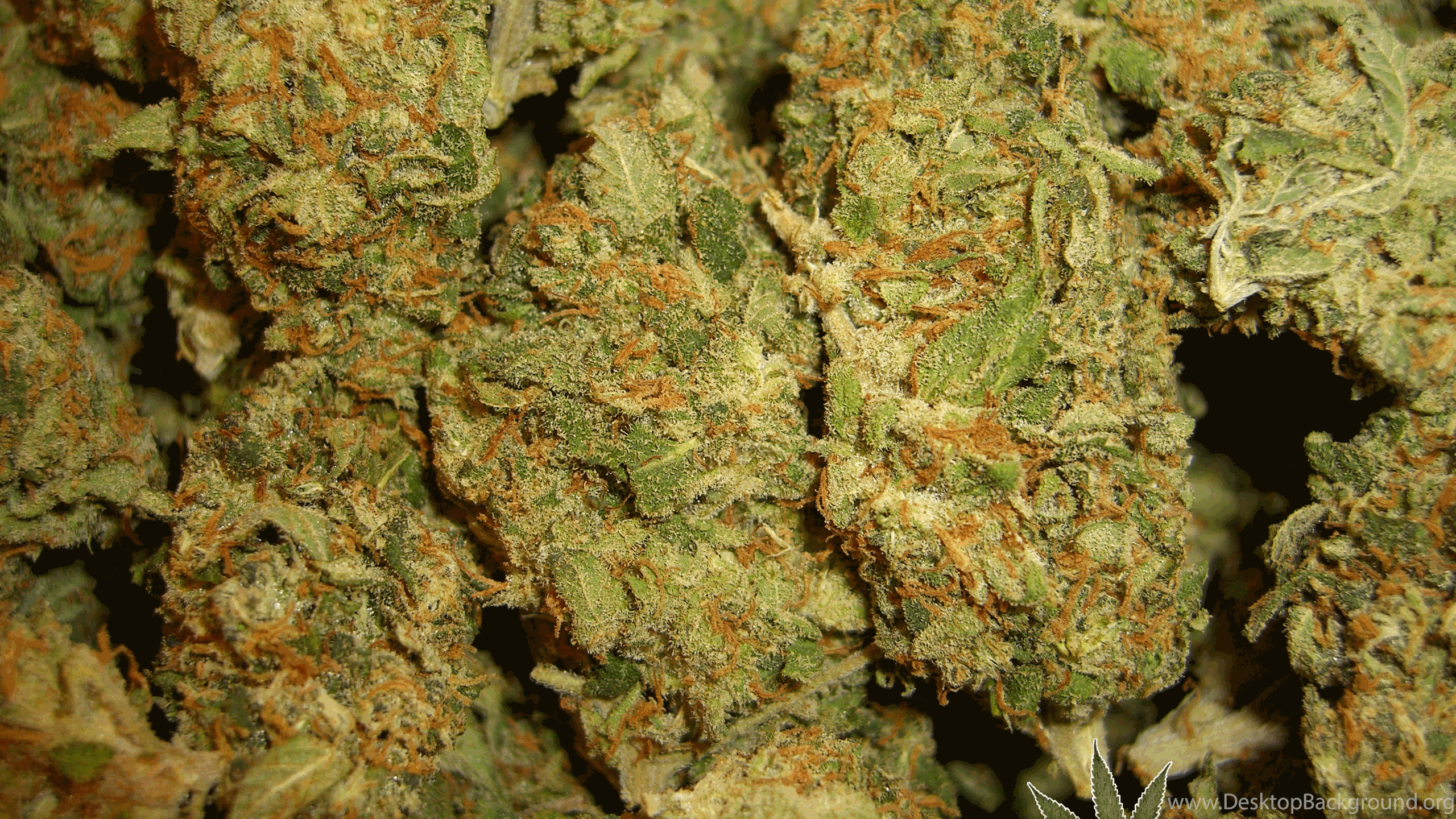 Funny Weed Wallpapers Top Free Funny Weed Backgrounds WallpaperAccess