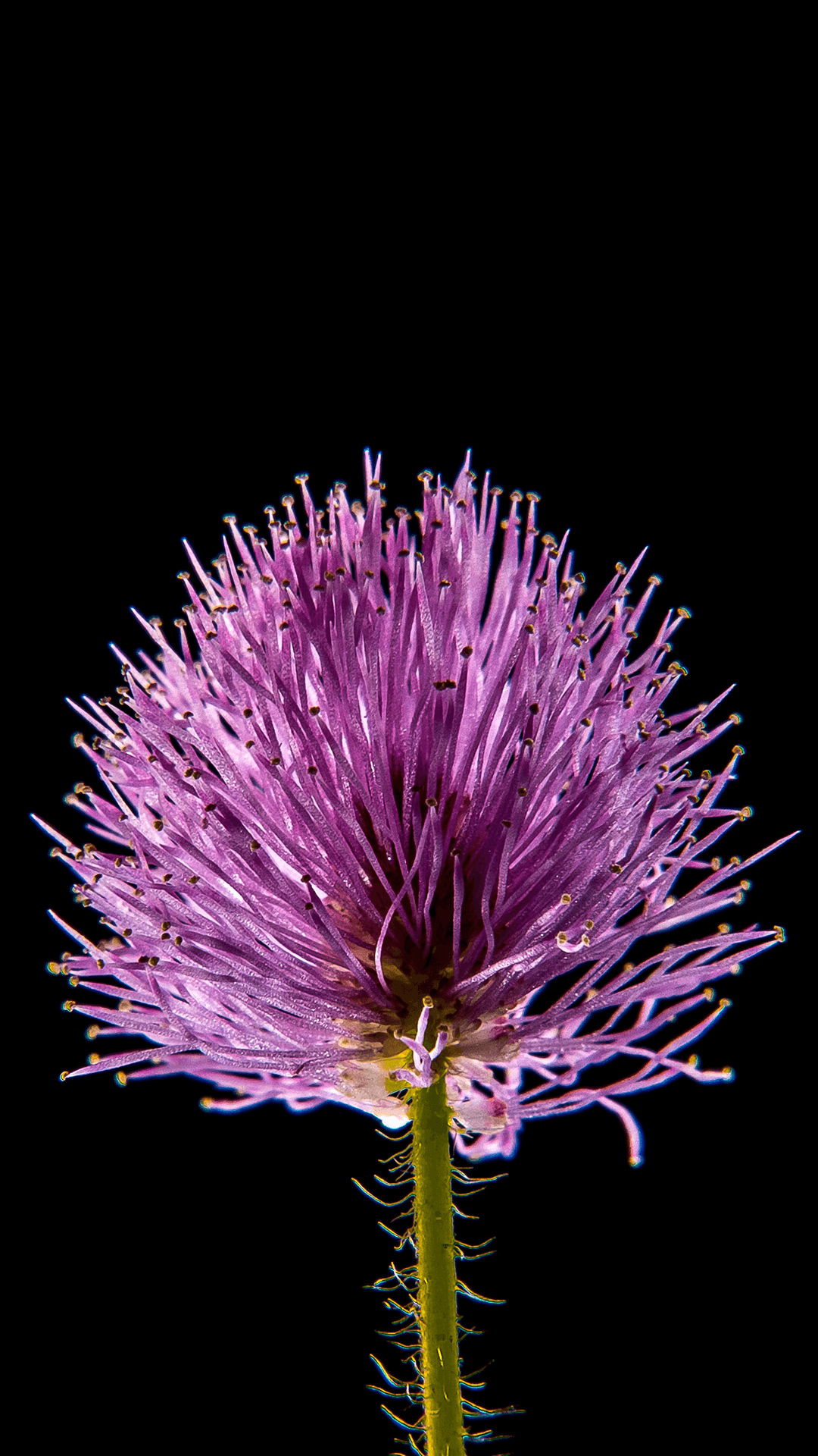 Simple Flower Wallpapers Top Free Simple Flower Backgrounds