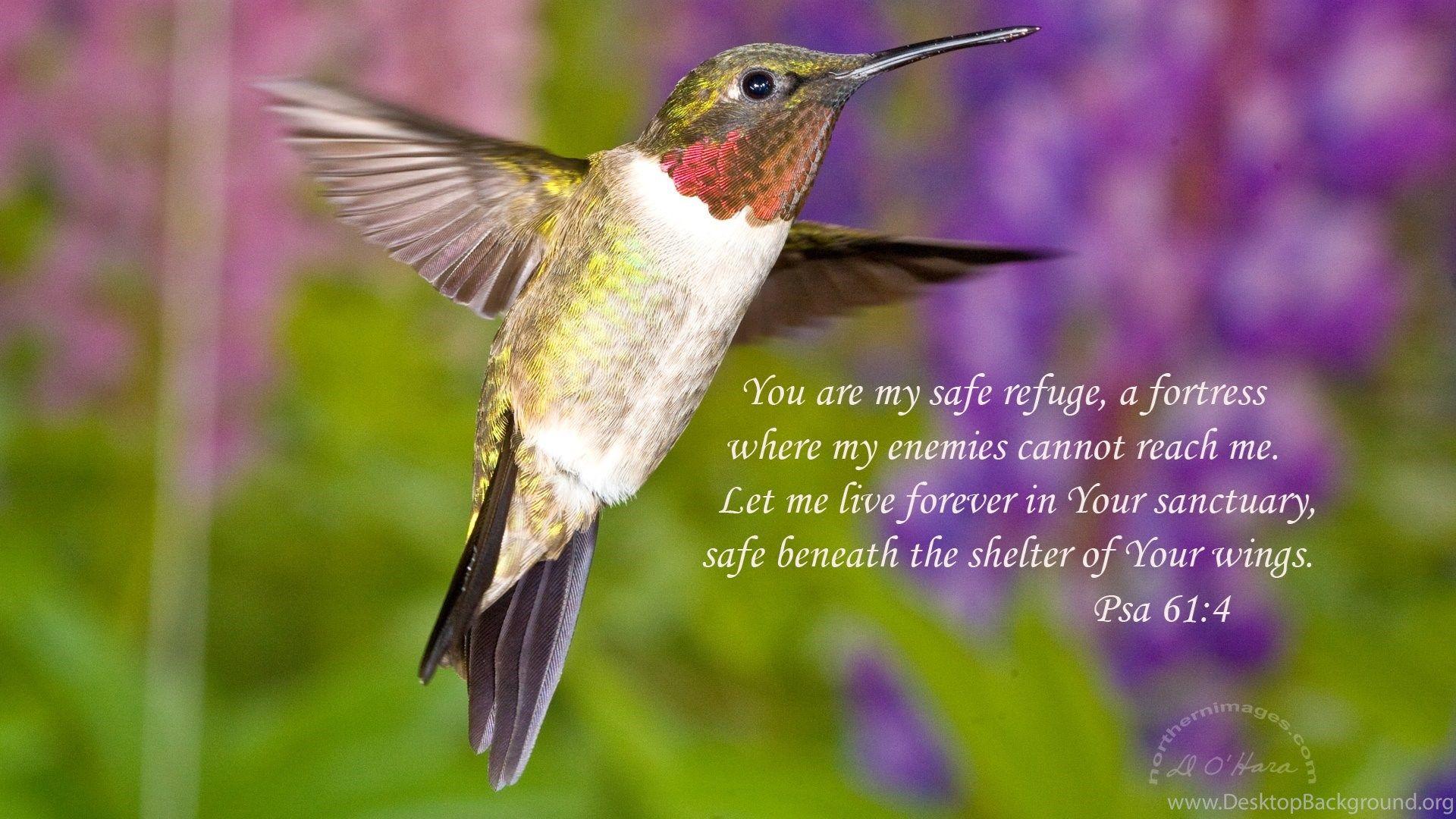 Cute Hummingbird Wallpapers Top Free Cute Hummingbird Backgrounds