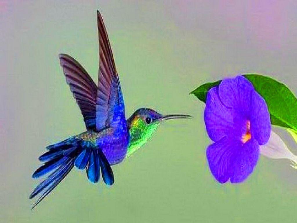 Cute Hummingbird Desktop Wallpapers Top Free Cute Hummingbird Desktop