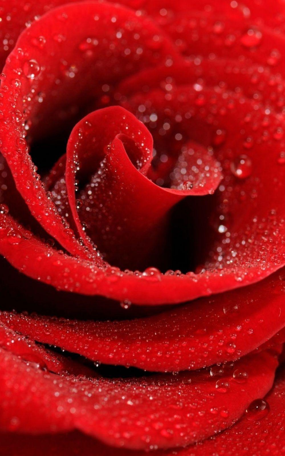 Red Rose iPhone Wallpapers Top Free Red Rose iPhone Backgrounds