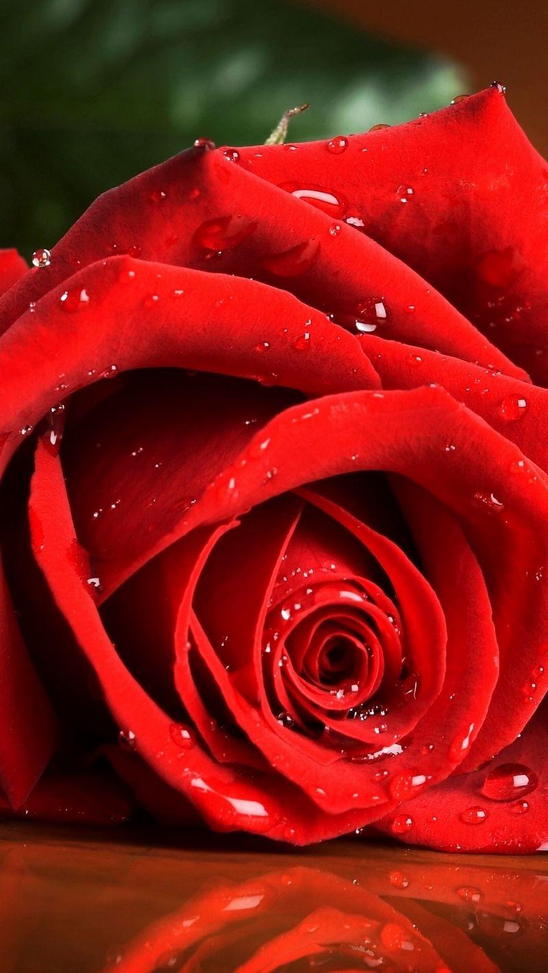 Red Rose iPhone Wallpapers Top Free Red Rose iPhone Backgrounds