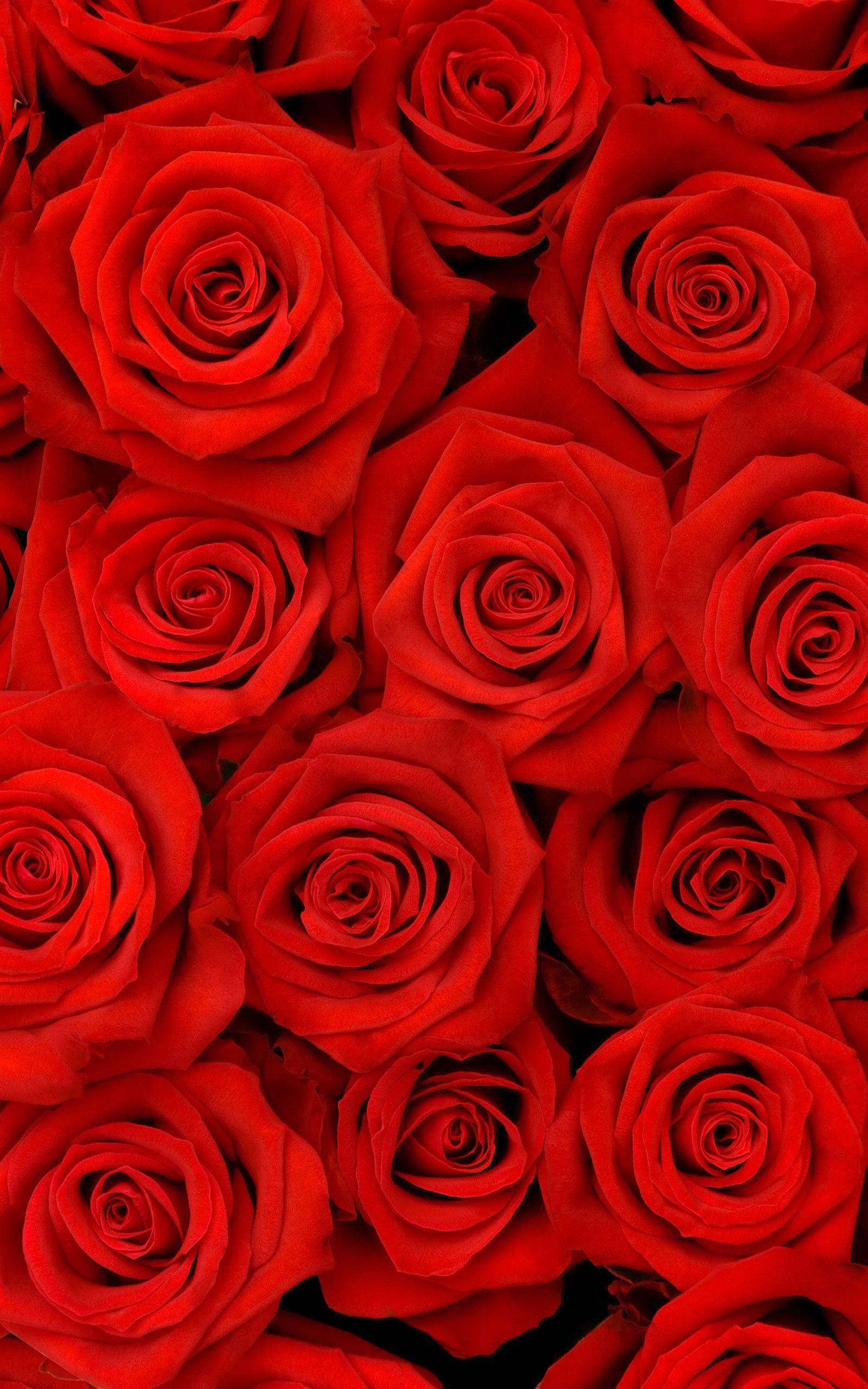 Red Rose iPhone Wallpapers Top Free Red Rose iPhone Backgrounds
