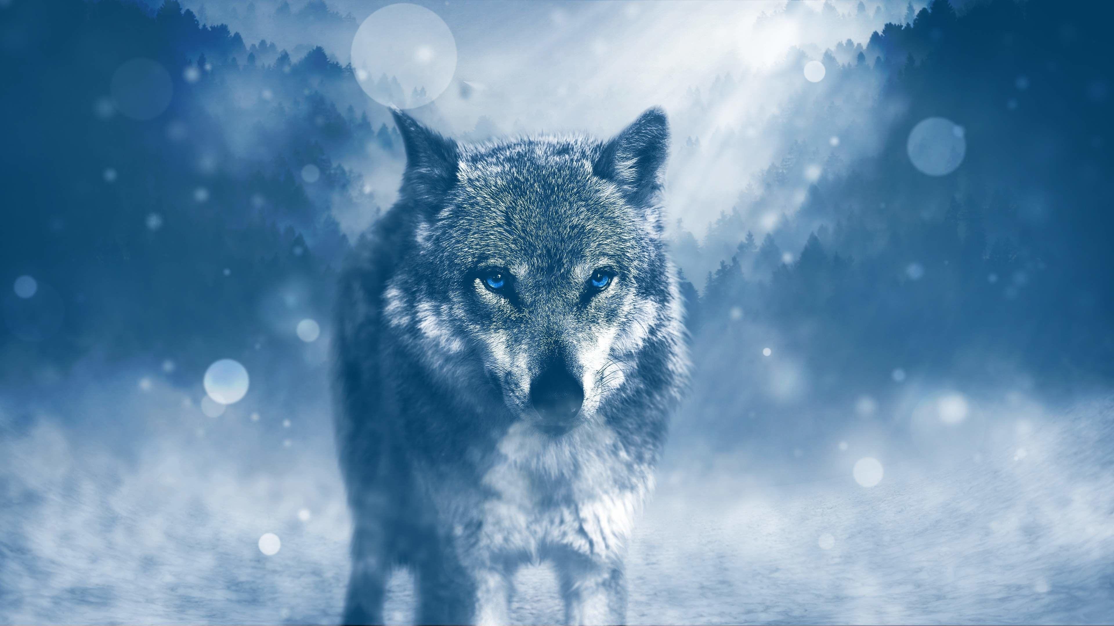 Wolves 4K Wallpapers Top Free Wolves 4K Backgrounds WallpaperAccess