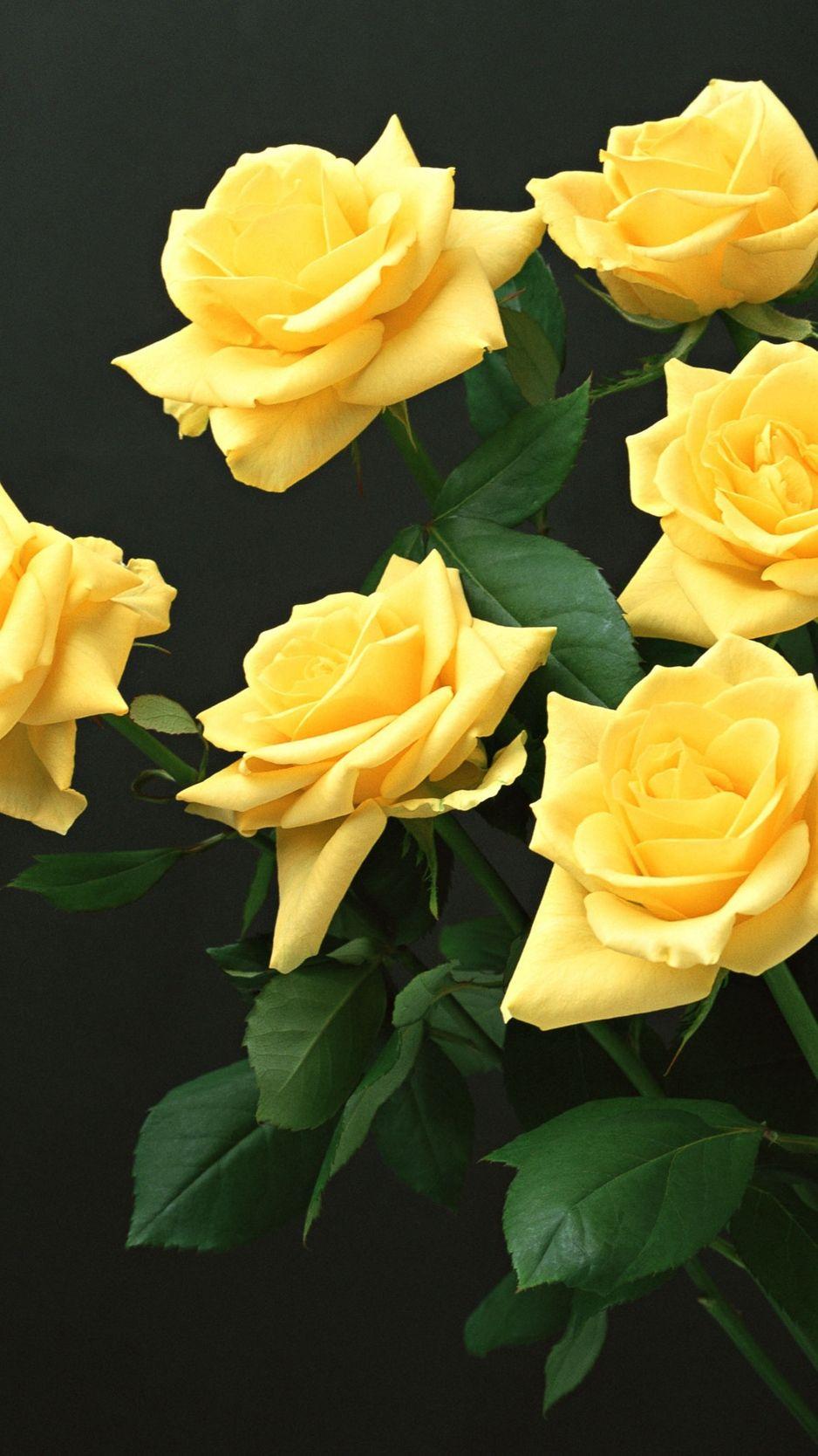 Black and Yellow Roses Wallpapers Top Free Black and Yellow Roses