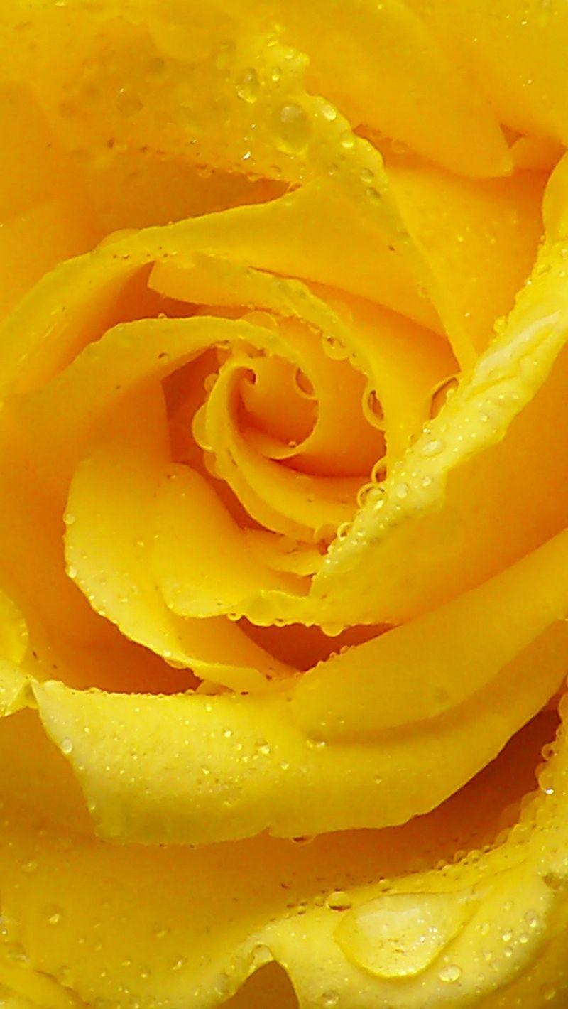 Yellow Rose iPhone Wallpapers Top Free Yellow Rose iPhone Backgrounds