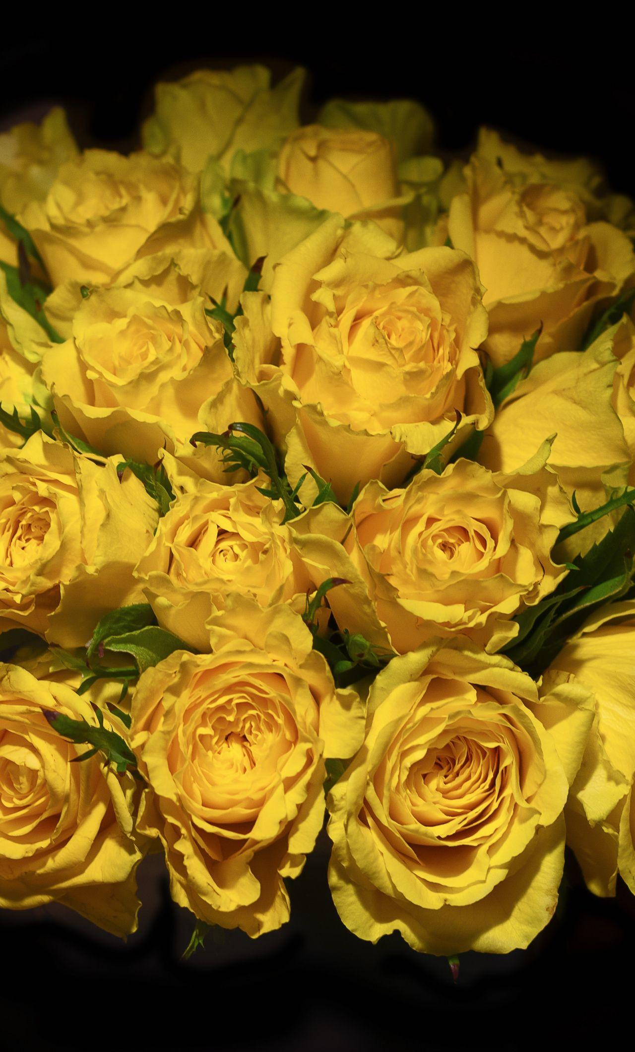Yellow Rose iPhone Wallpapers Top Free Yellow Rose iPhone Backgrounds