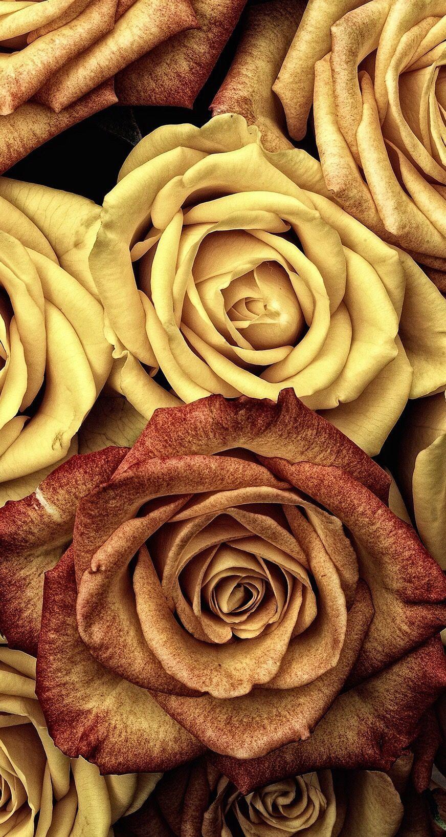 Yellow Rose iPhone Wallpapers Top Free Yellow Rose iPhone Backgrounds