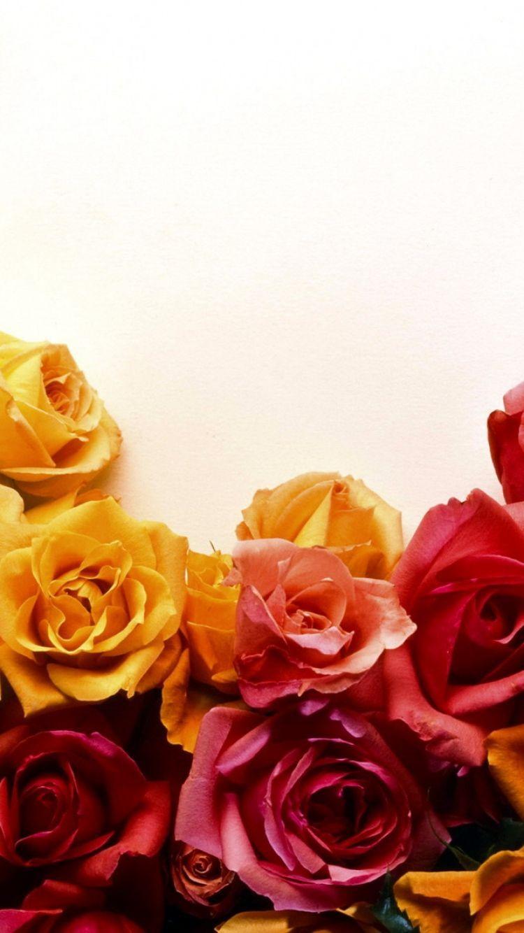 Yellow Rose iPhone Wallpapers Top Free Yellow Rose iPhone Backgrounds