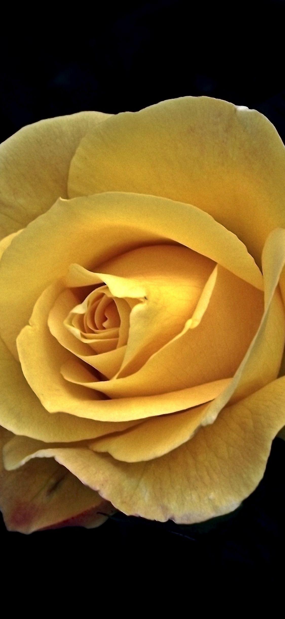 Yellow Rose iPhone Wallpapers Top Free Yellow Rose iPhone Backgrounds