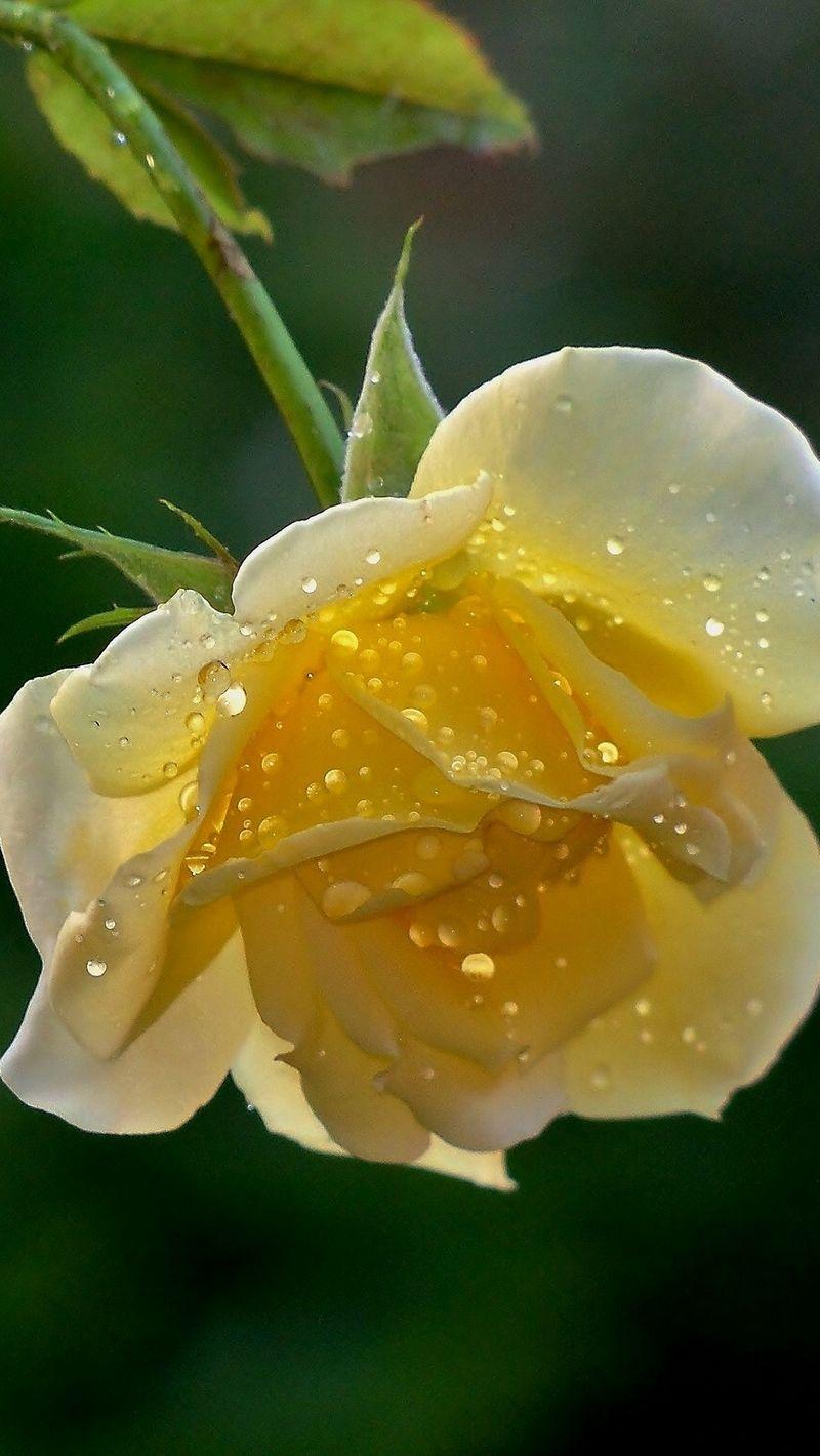 Yellow Rose iPhone Wallpapers Top Free Yellow Rose iPhone Backgrounds