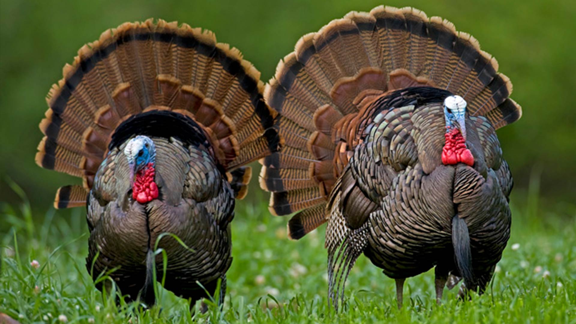 Strutting Wild Turkey Wallpapers Top Free Strutting Wild Turkey