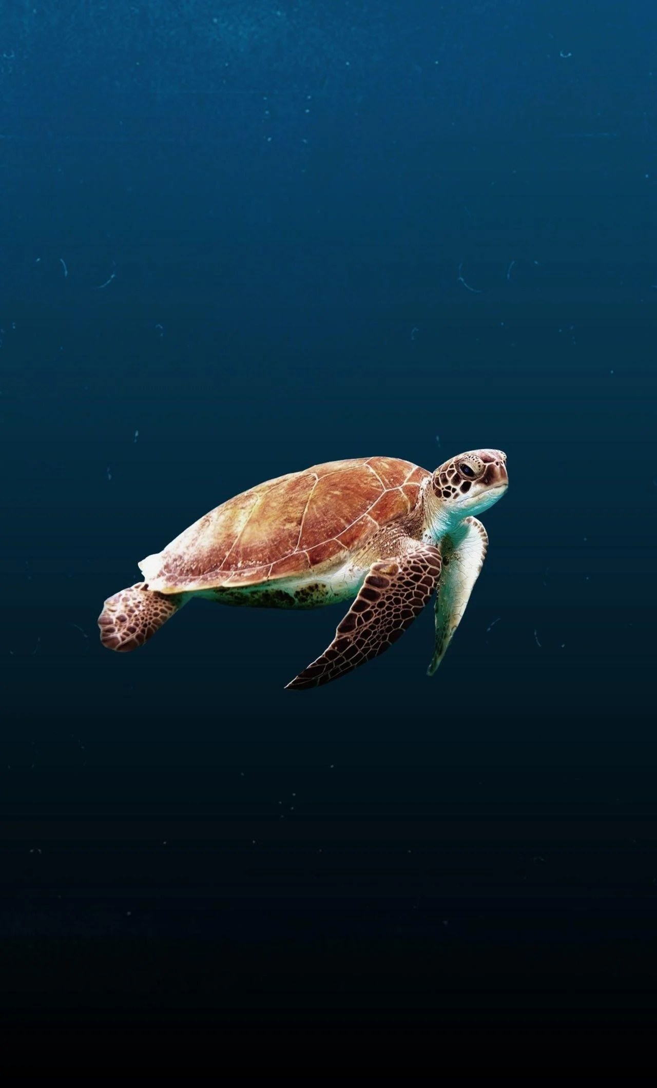 Sea Turtle iPhone Wallpapers Top Free Sea Turtle iPhone Backgrounds
