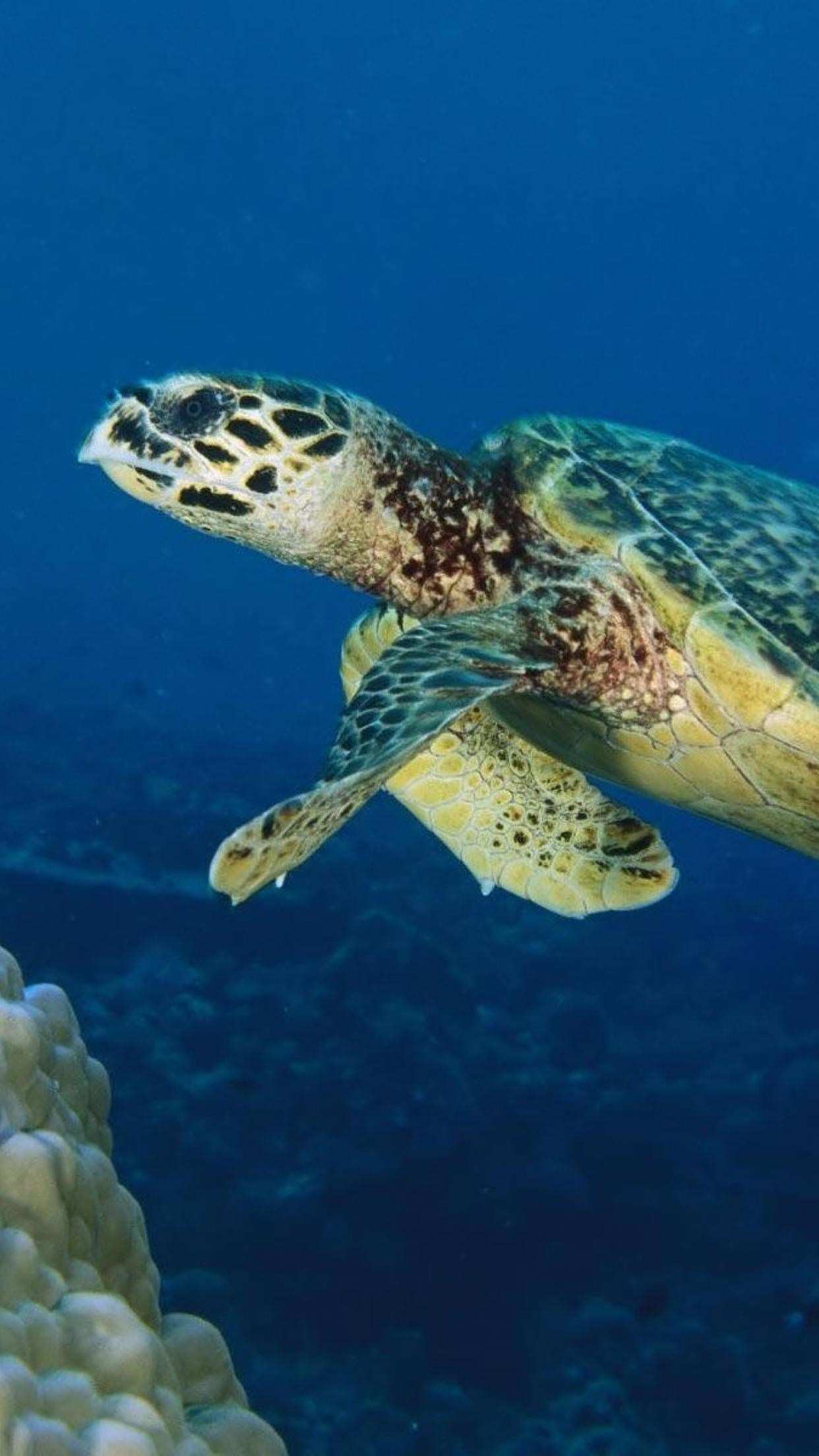 Sea Turtle iPhone Wallpapers Top Free Sea Turtle iPhone Backgrounds