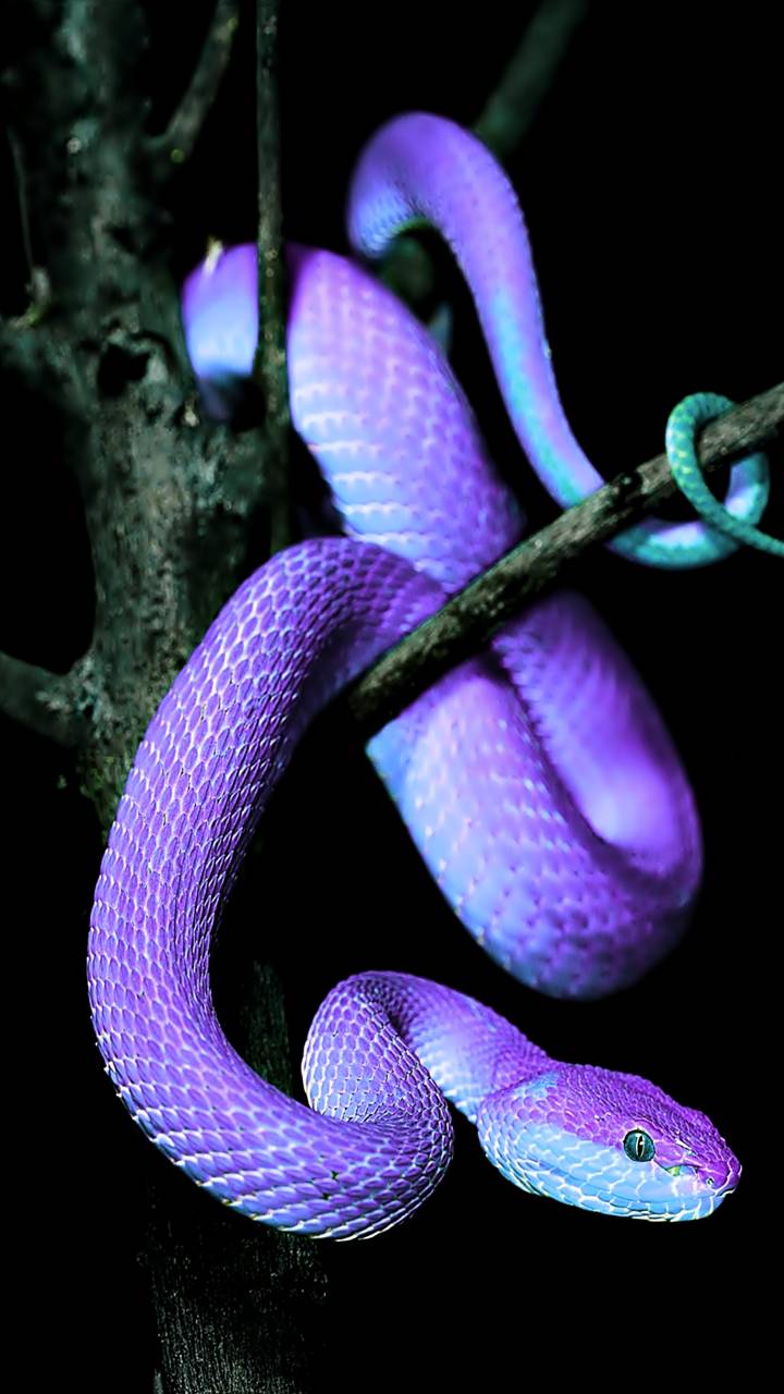 Purple Snake iPhone Wallpapers Top Free Purple Snake iPhone