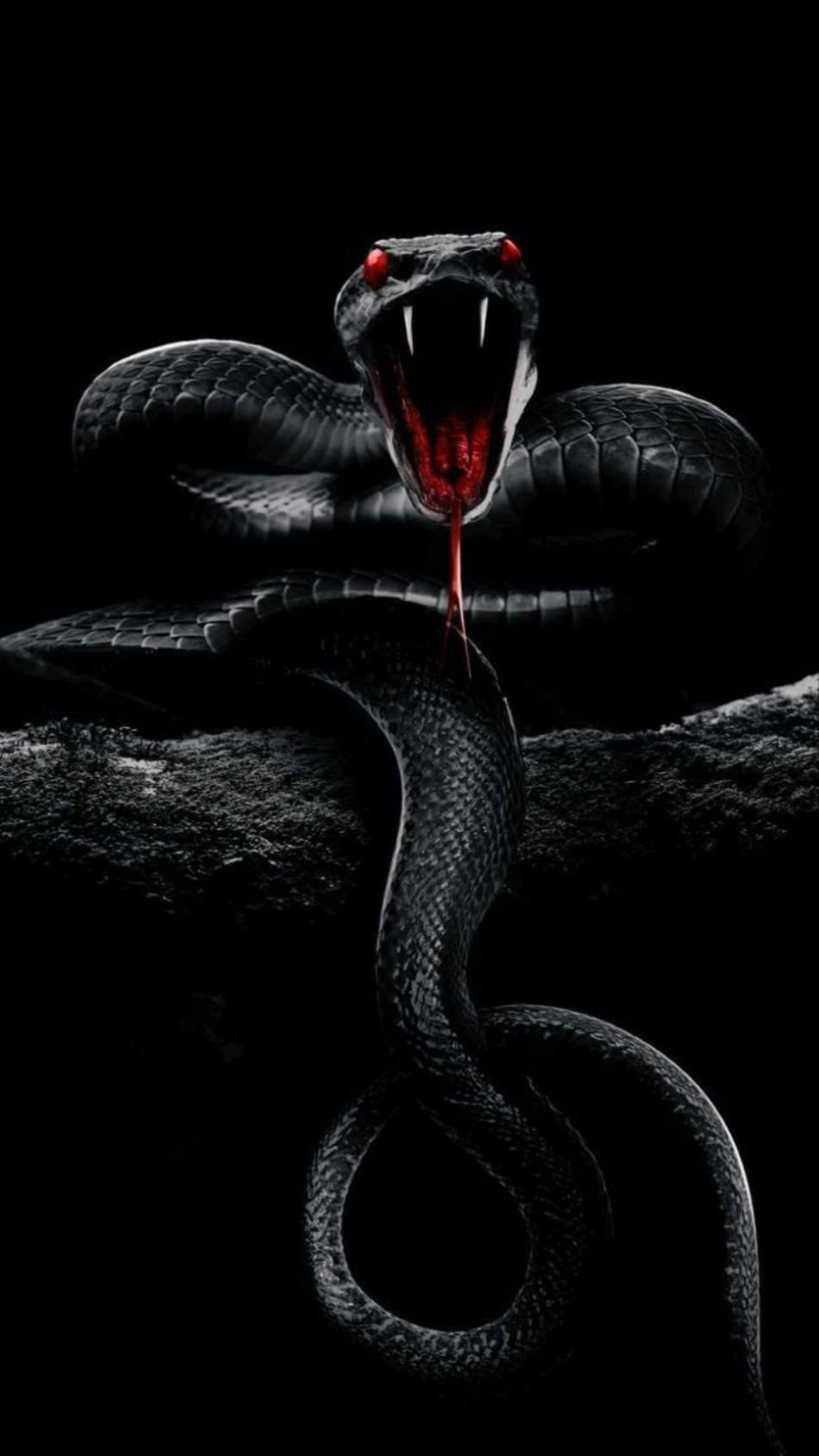 Black Cobra Wallpapers Top Free Black Cobra Backgrounds WallpaperAccess