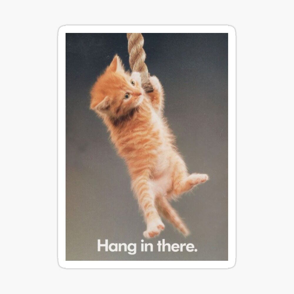 Hang in There Wallpapers Top Free Hang in There Backgrounds