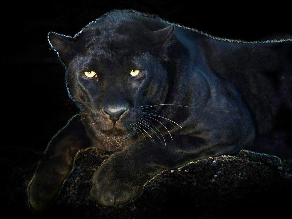 Angry Black Panther Animal Wallpapers Top Free Angry Black Panther