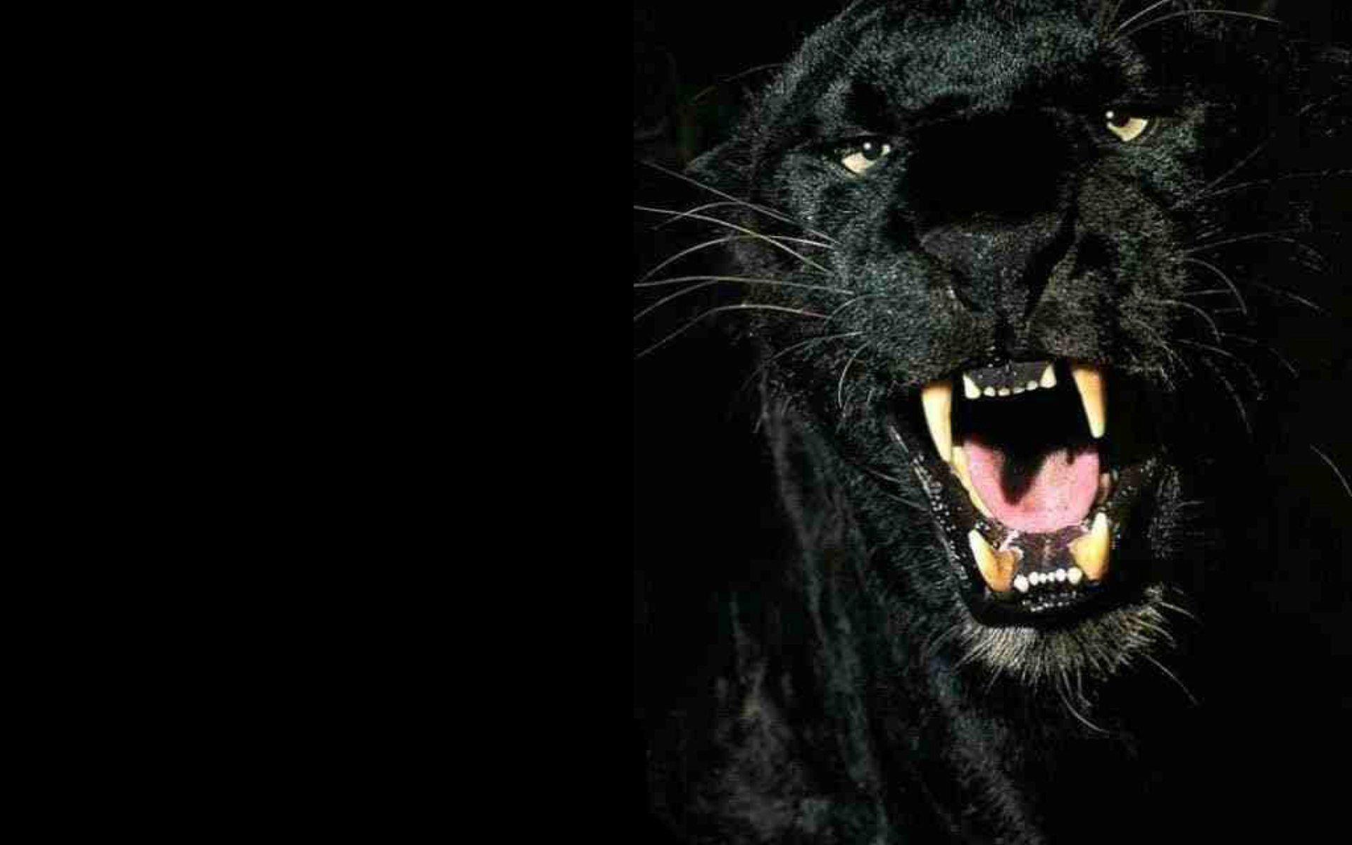 Angry Black Panther Animal Wallpapers Top Free Angry Black Panther