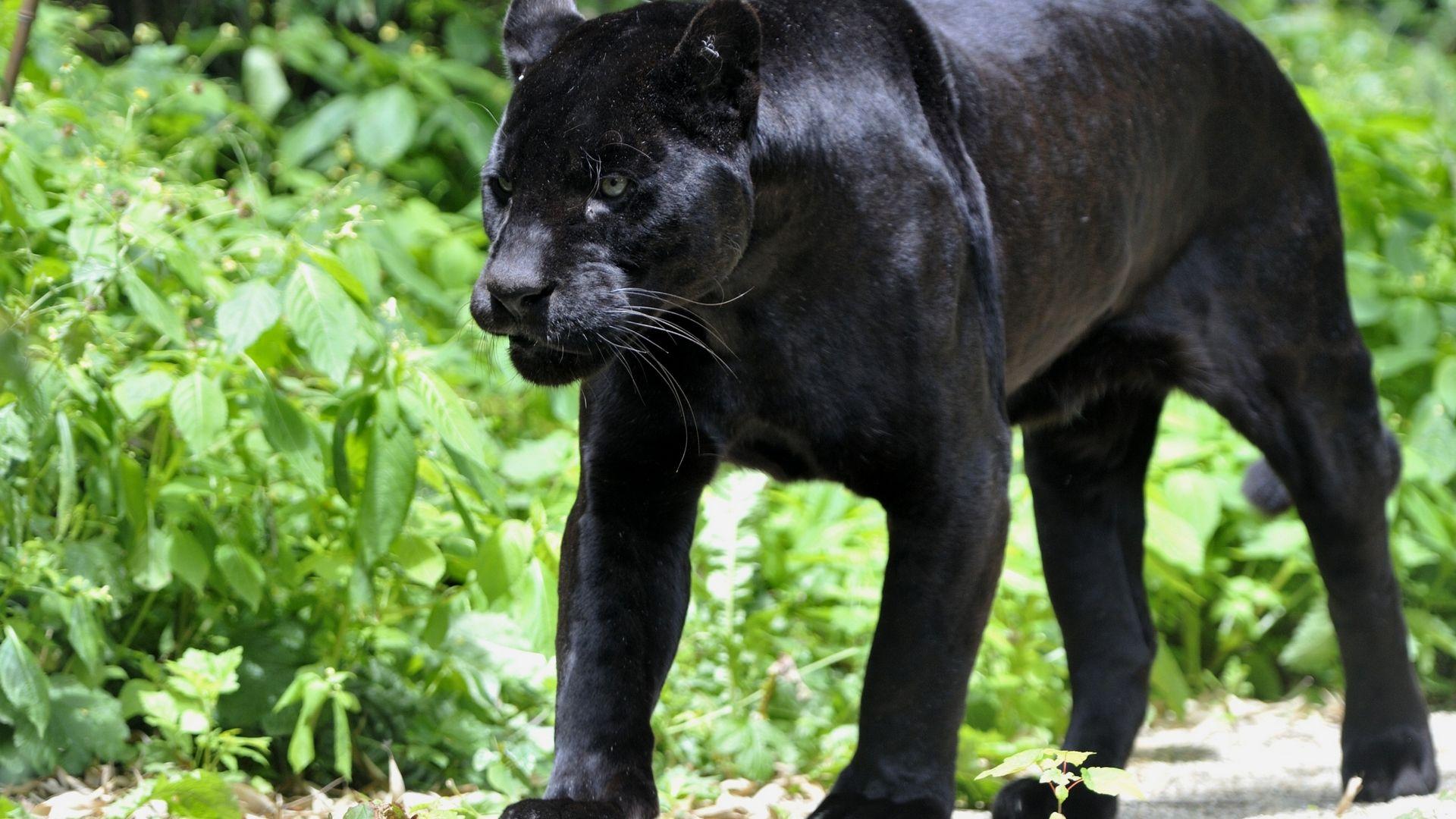 Angry Black Panther Animal Wallpapers Top Free Angry Black Panther
