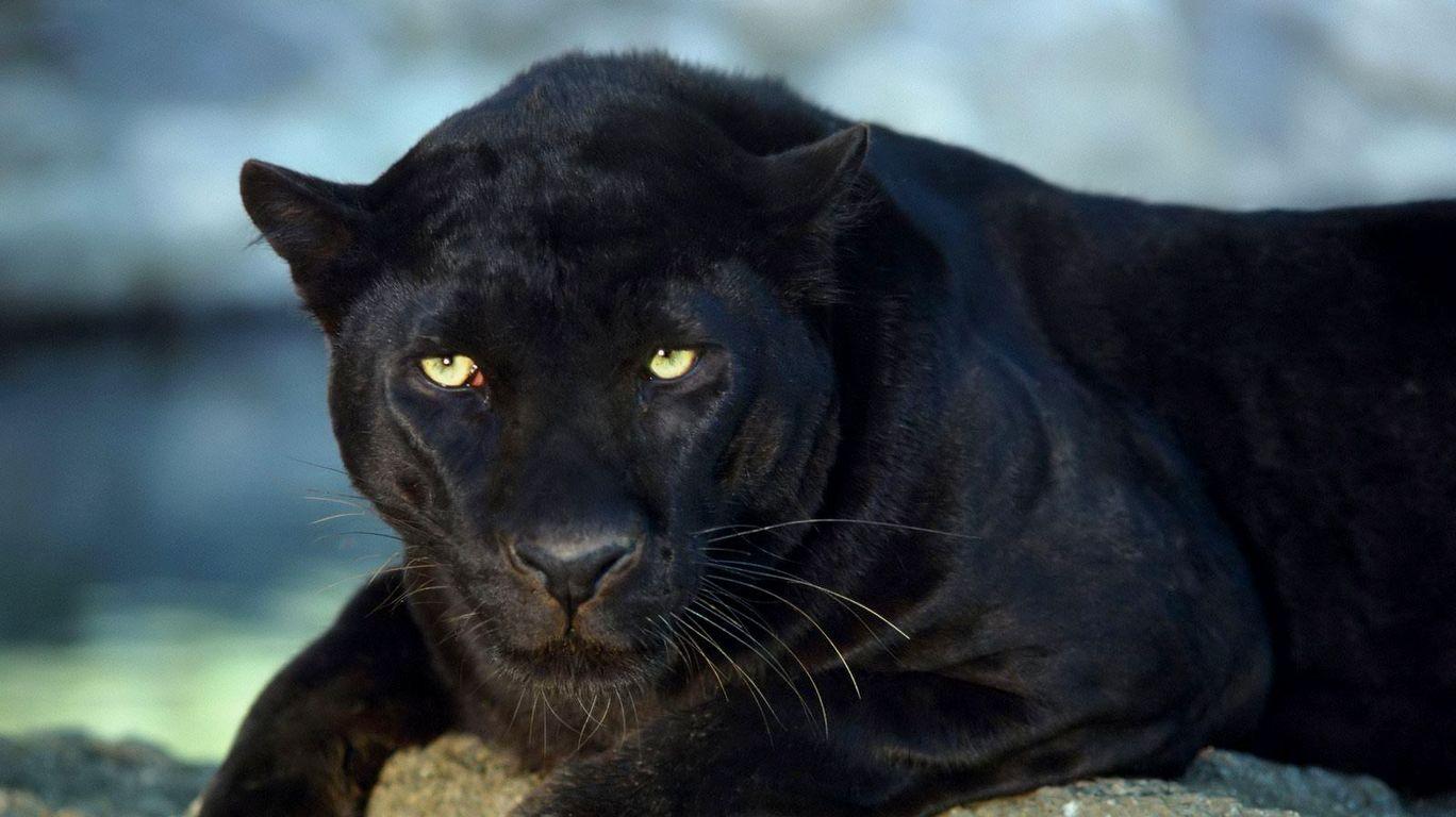 Angry Black Panther Animal Wallpapers Top Free Angry Black Panther