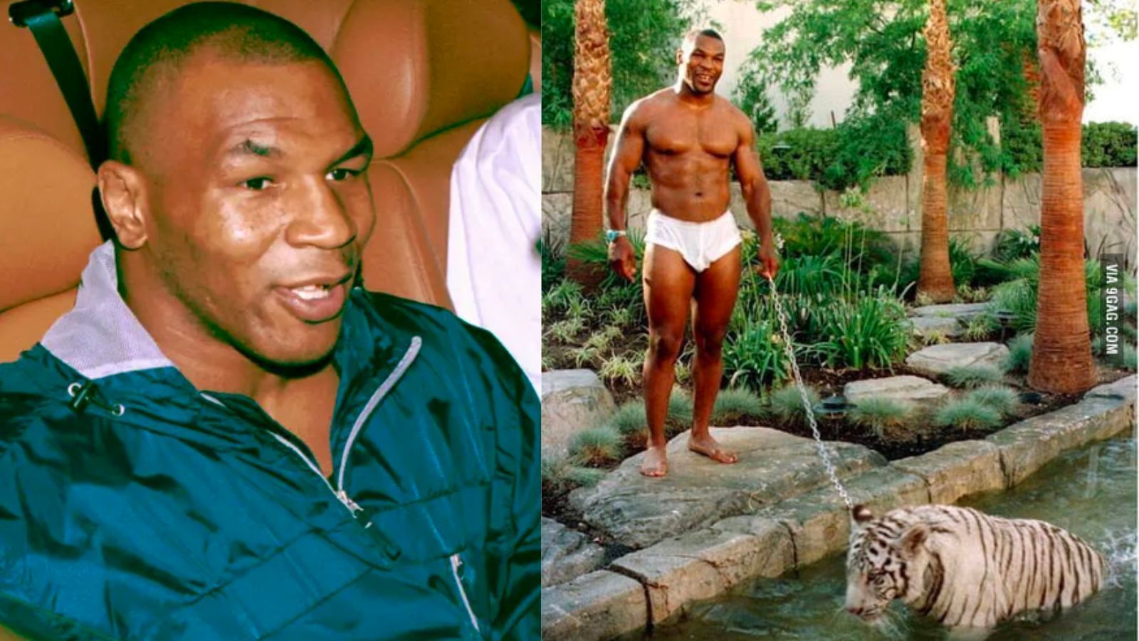 Mike Tyson Tiger Wallpapers Top Free Mike Tyson Tiger Backgrounds