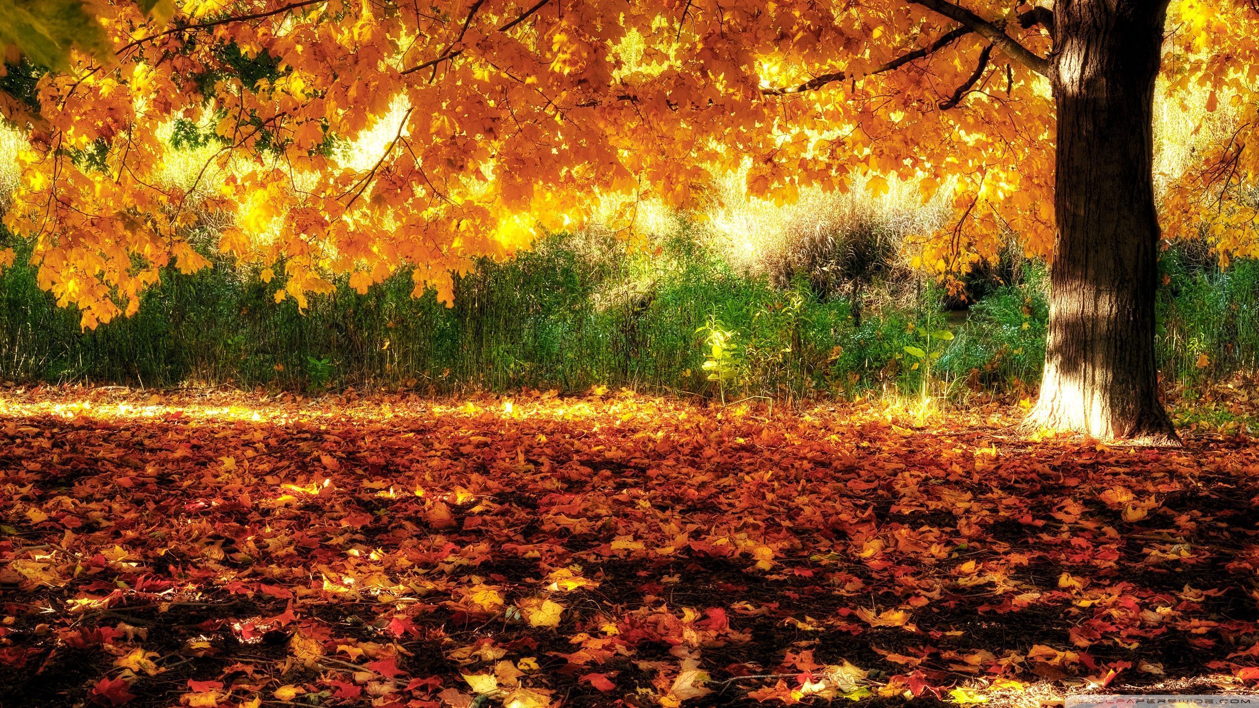 Golden Tree Wallpapers Top Free Golden Tree Backgrounds WallpaperAccess