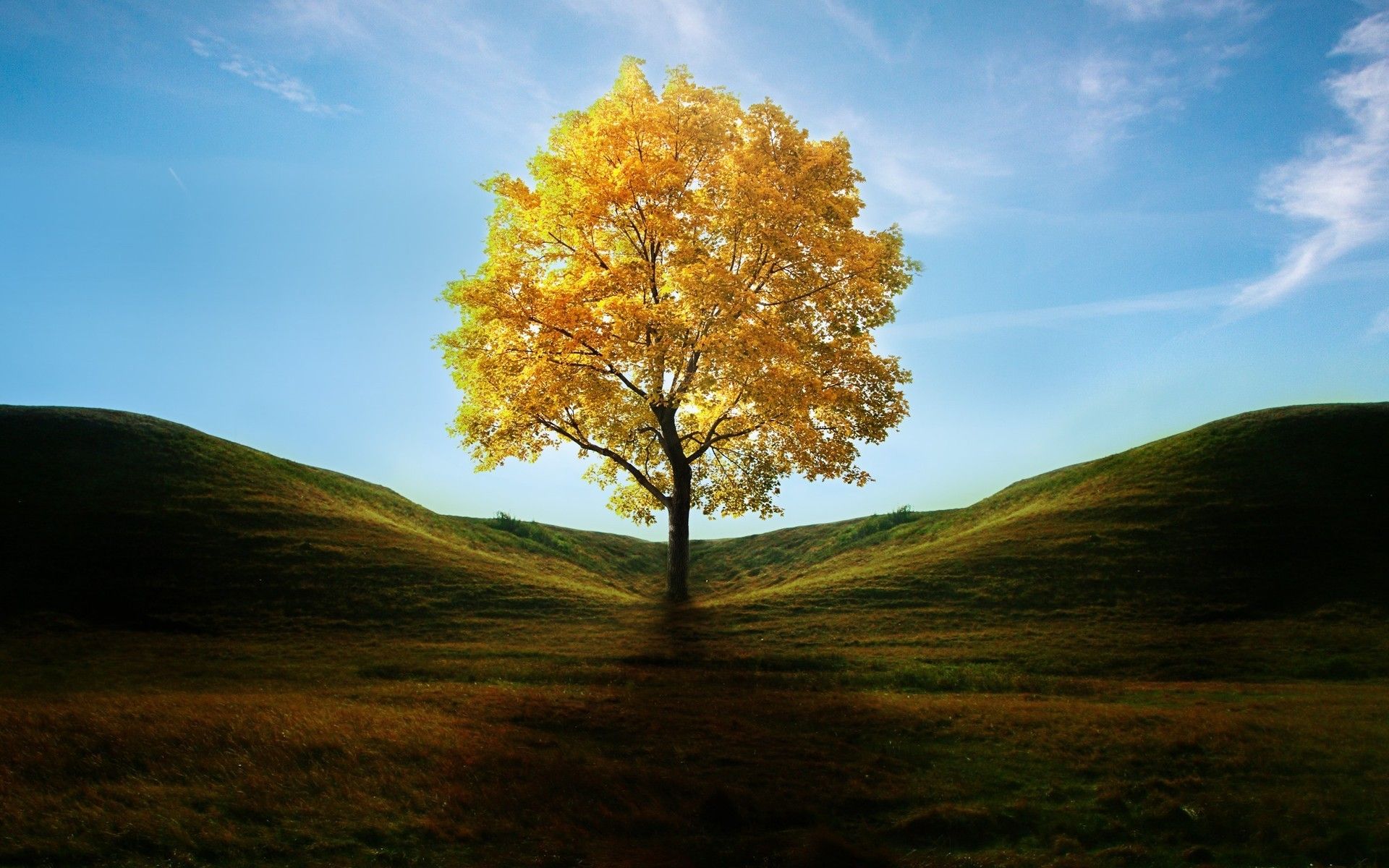 Golden Tree Wallpapers Top Free Golden Tree Backgrounds WallpaperAccess