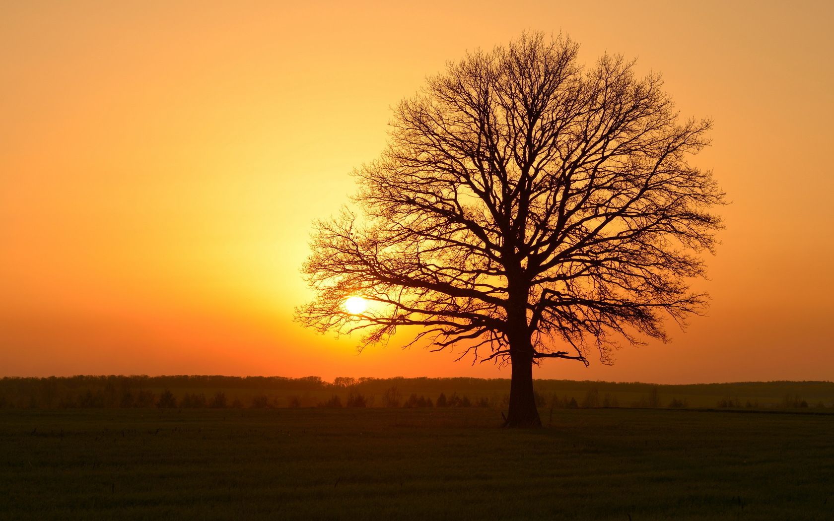 Golden Tree Wallpapers Top Free Golden Tree Backgrounds WallpaperAccess