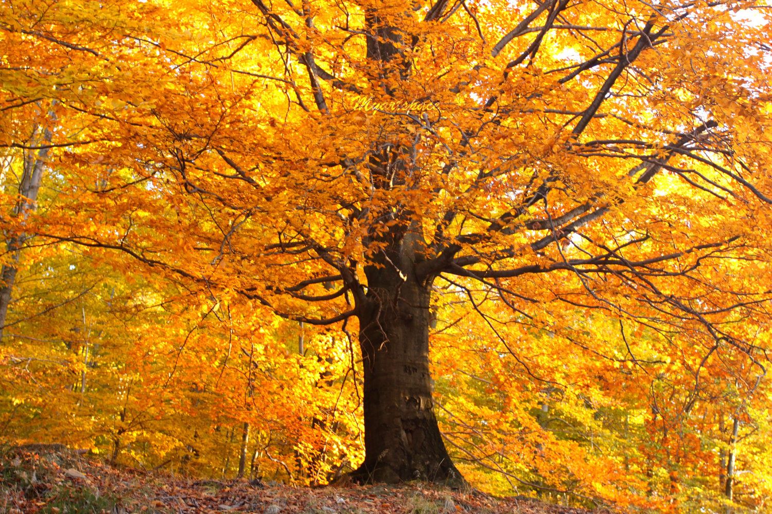 Golden Tree Wallpapers Top Free Golden Tree Backgrounds WallpaperAccess
