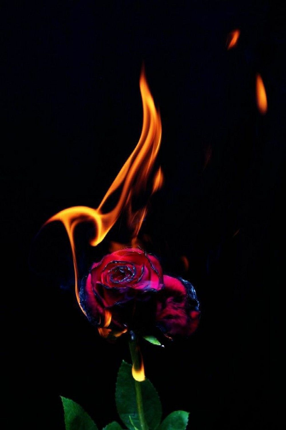 Rose On Fire Wallpapers Top Free Rose On Fire Backgrounds