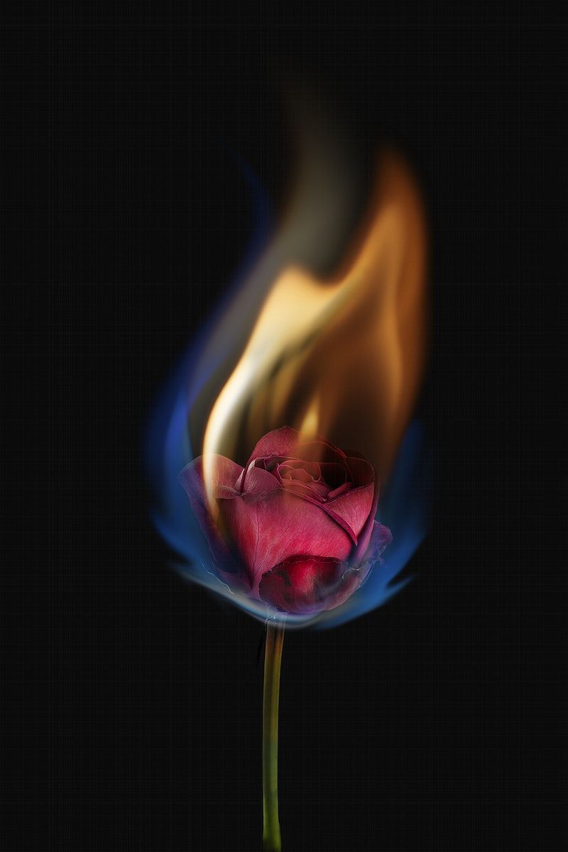 Rose On Fire Wallpapers Top Free Rose On Fire Backgrounds