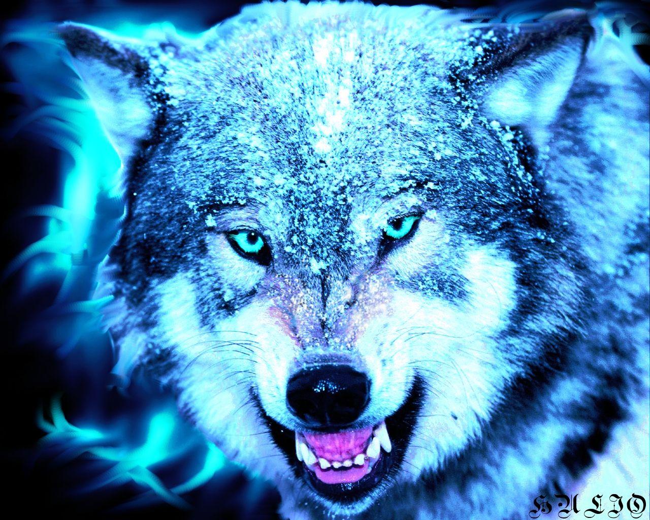Cool Wolf Wallpapers Top Free Cool Wolf Backgrounds WallpaperAccess
