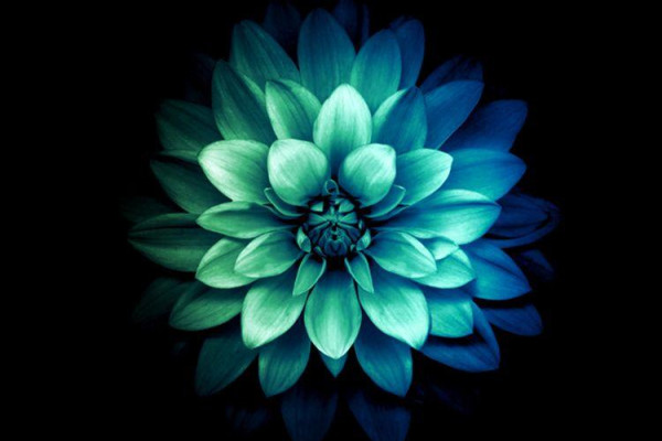Black and Teal Wallpapers Top Free Black and Teal Backgrounds