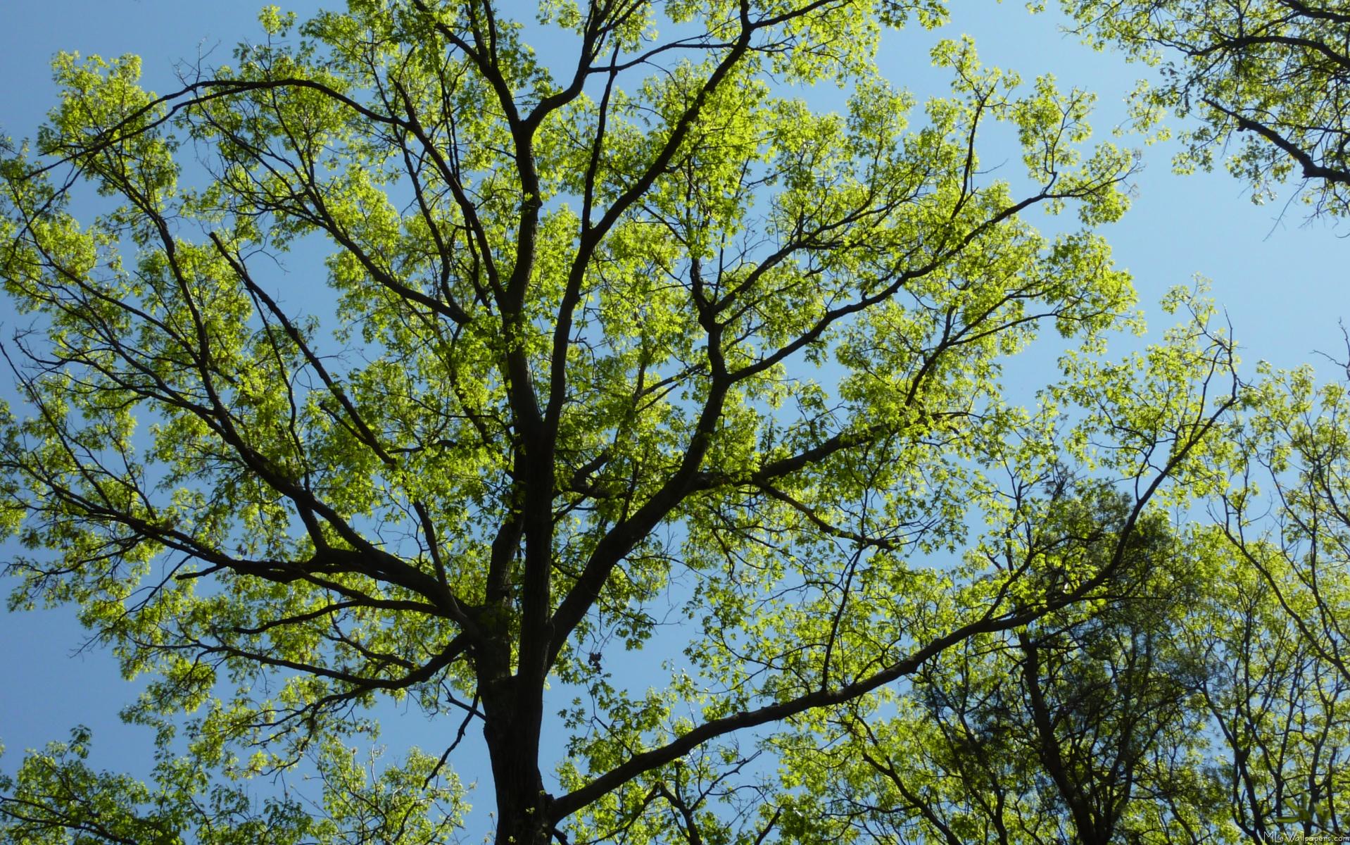 Oak Tree iPhone Wallpapers 4k, HD Oak Tree iPhone Backgrounds on