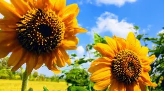 Saika Kawakita Wallpapers - Wallpaper Cave