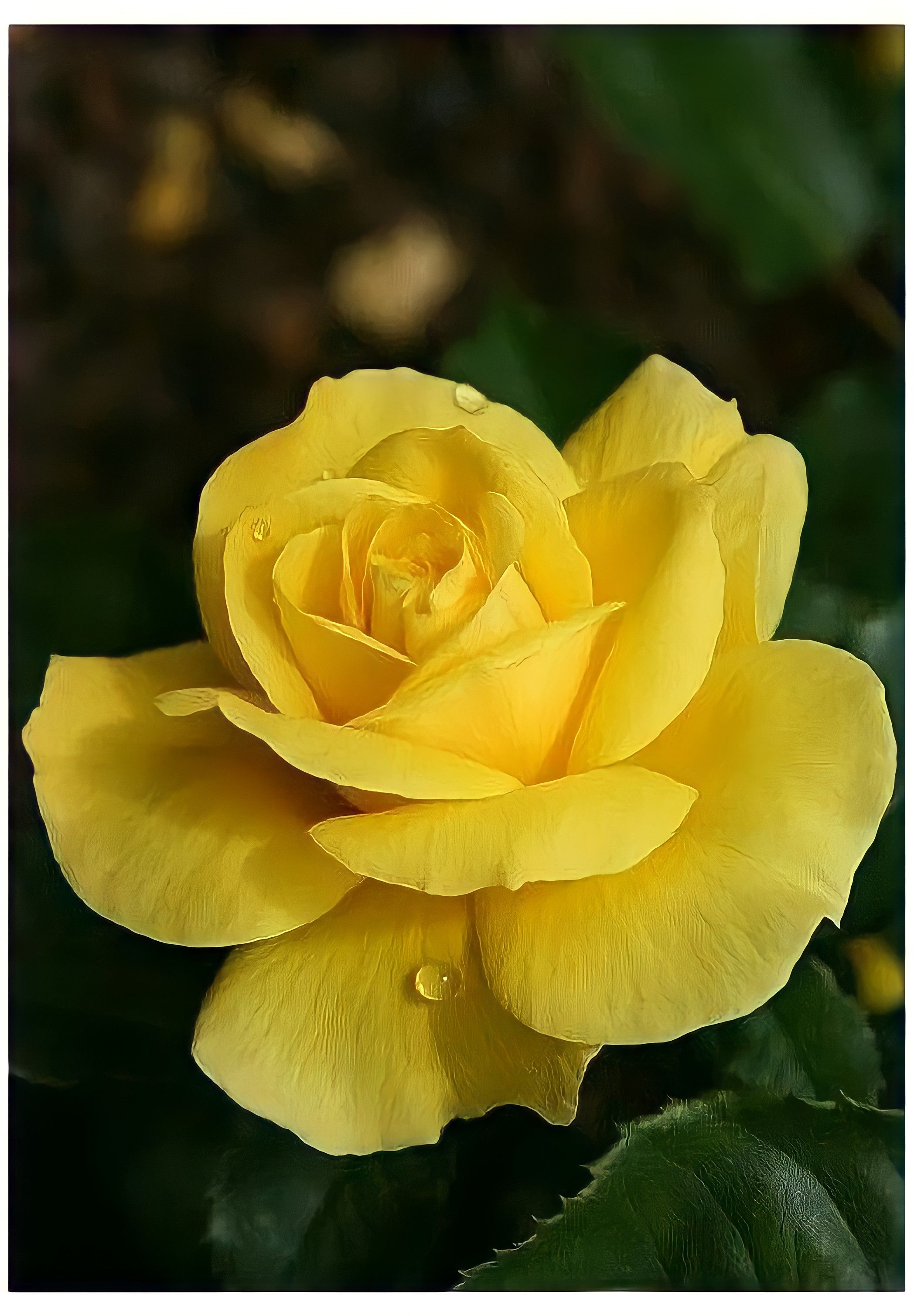 Yellow Rose Wallpaper Cave